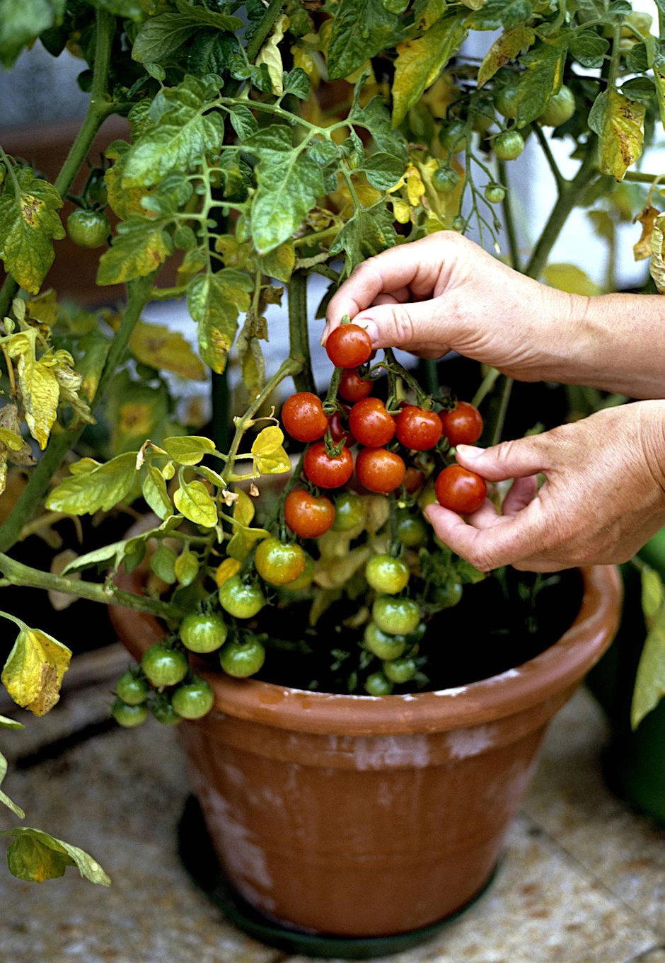 Sieht super aus:&nbsp;Klein und kompakt sollen junge Tomaten sein.
