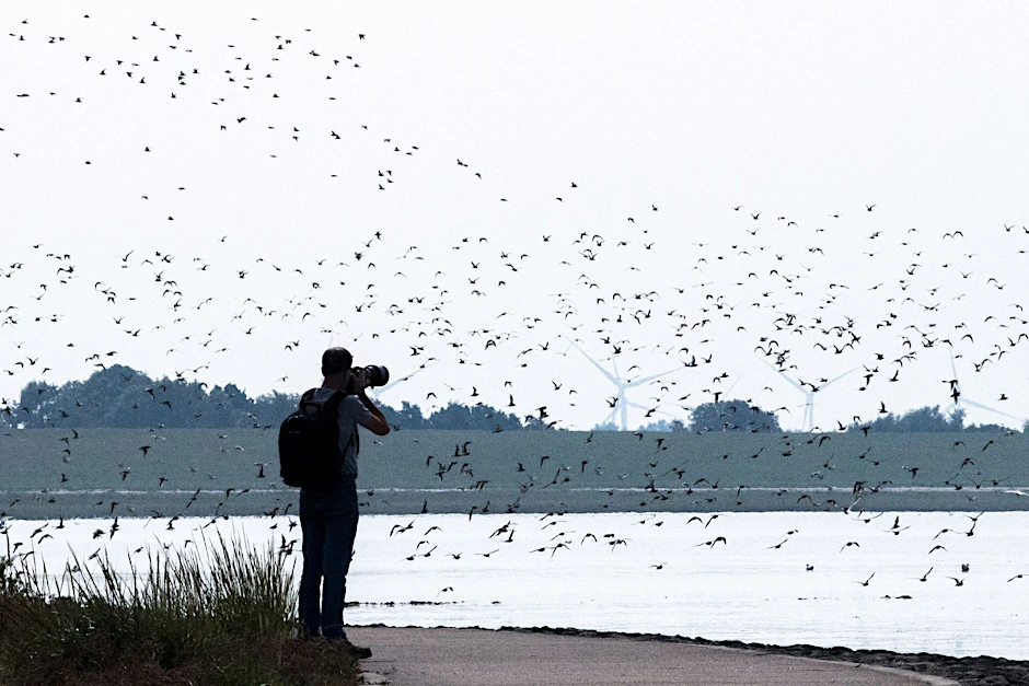 ARCHIV - Sandregenpfeifer, Alpenstrandläufer und andere Zugvögel fliegen über das Wattenmeer der Nordseebucht Jadebusen.  