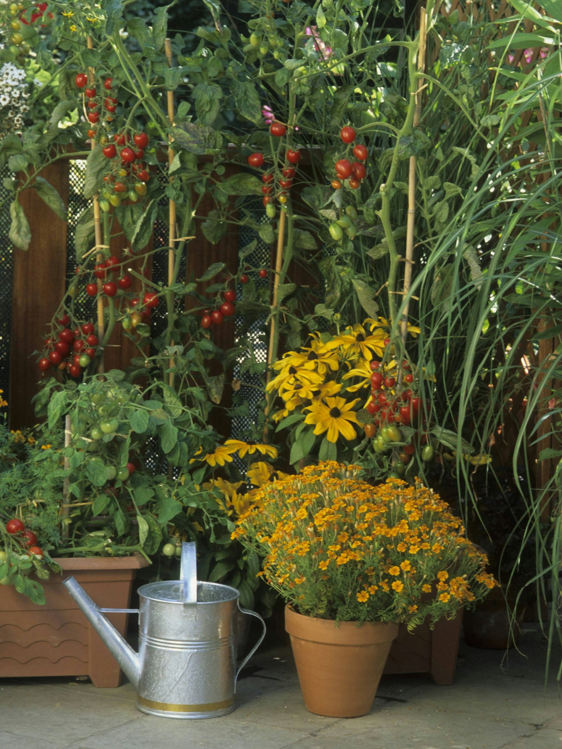 Da läuft das Wasser im Mund zusammen: Supermarkt-Gemüse überflüssig!