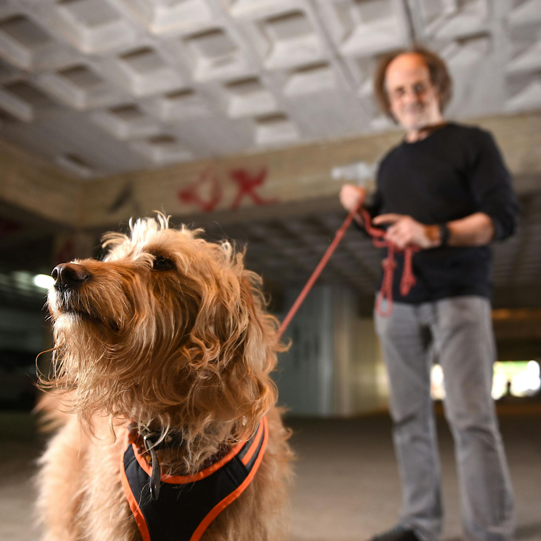 Mit Agatha auf Mörderjagd: Berlins Super-Hunde sind für Kriminelle ein Albtraum