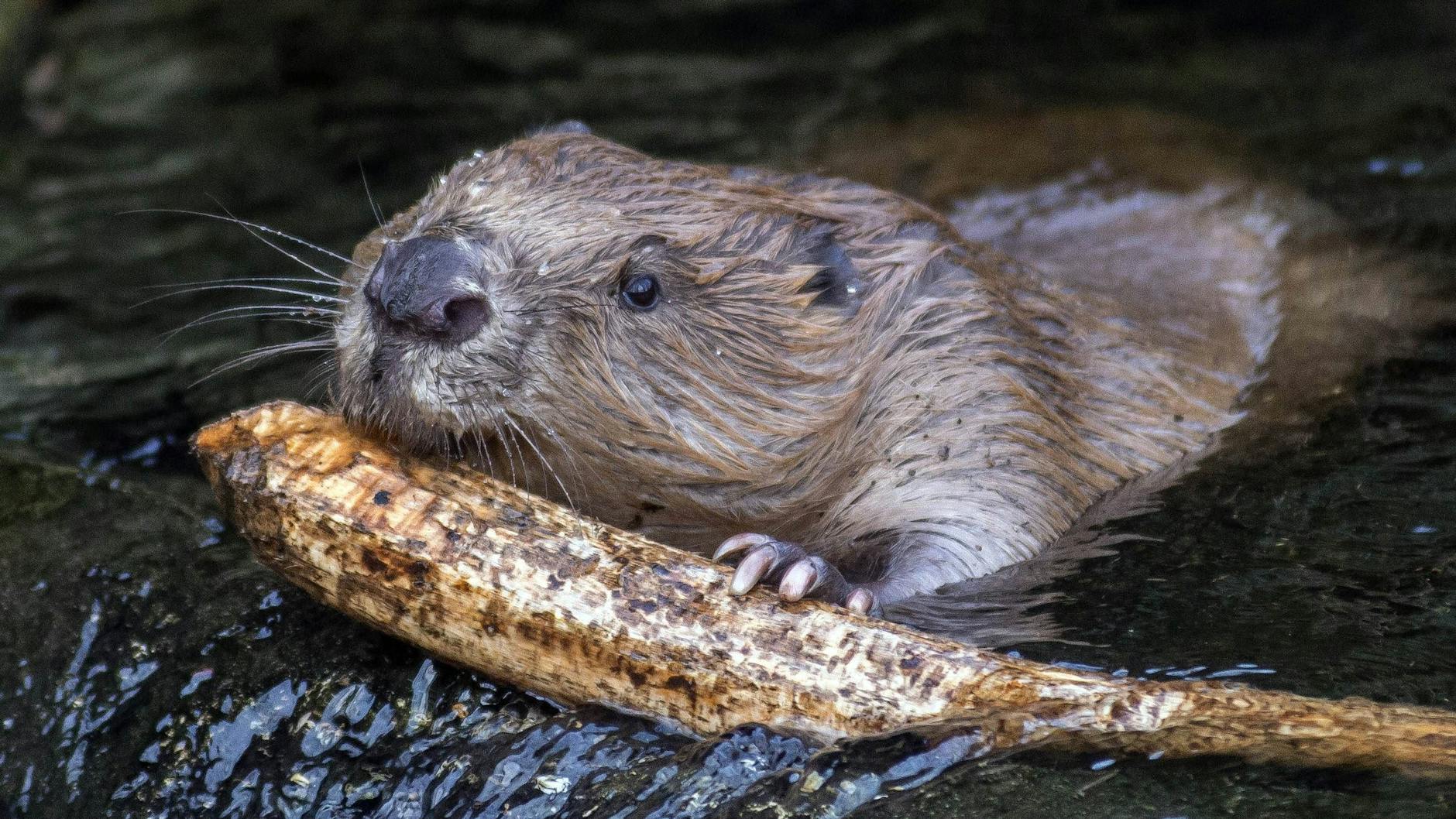 Ein Bieber sorgte für einen großen Ausfall in der Internet- und Telefonversorgung (Symbolbild).