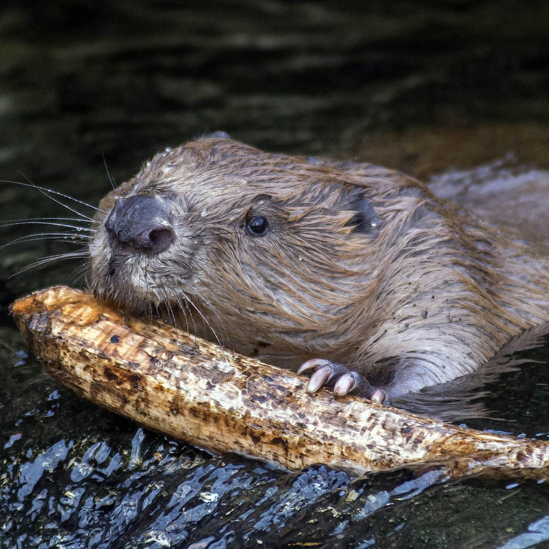 Kanada: Biber legt Internet und Telefonversorgung stundenlang lahm