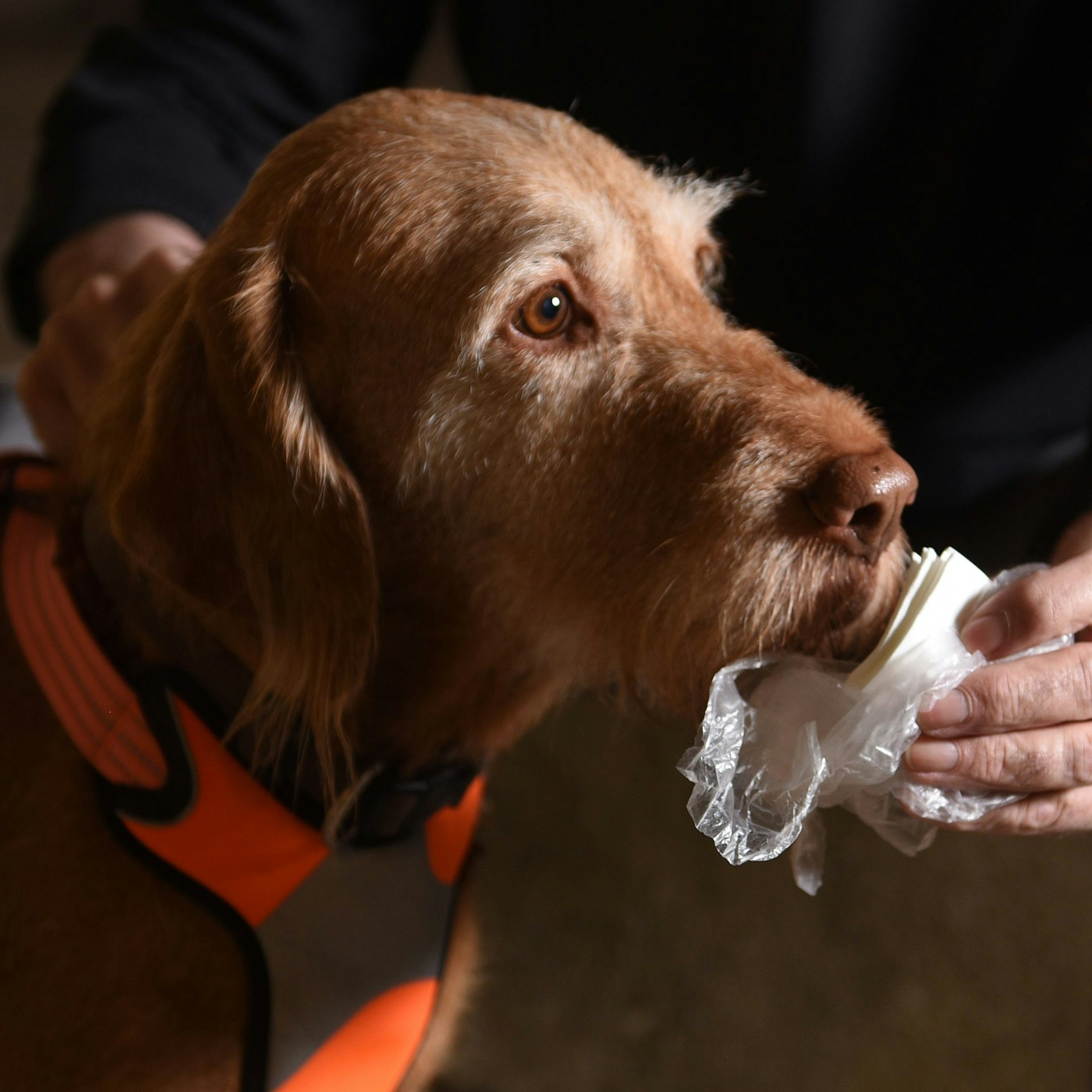 Die Magyar-Vizsla-Hündin Aphra nimmt eine Geruchsspur auf.