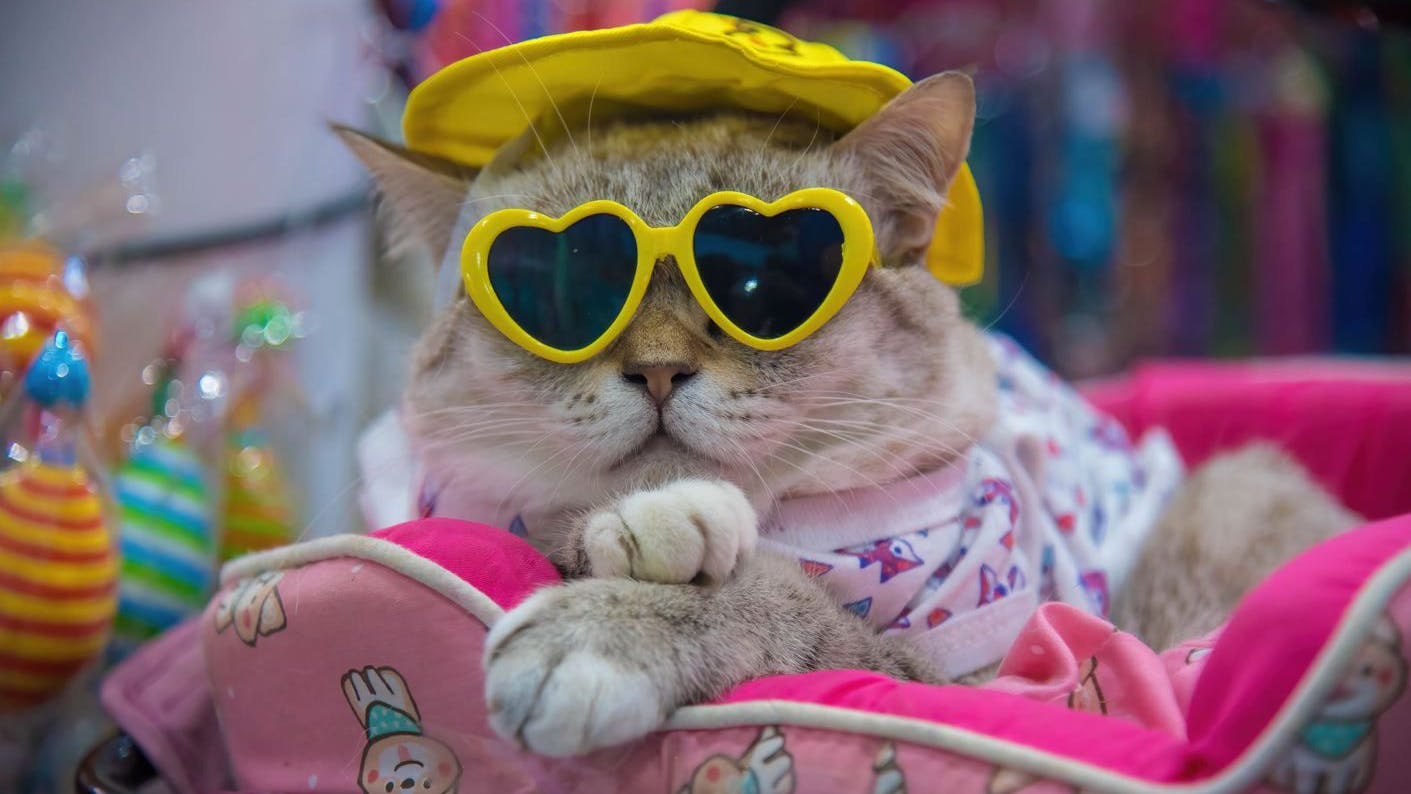 Wildes Toben war gestern: Ältere Katzen genießen lässig den Tag. (Symbolbild)