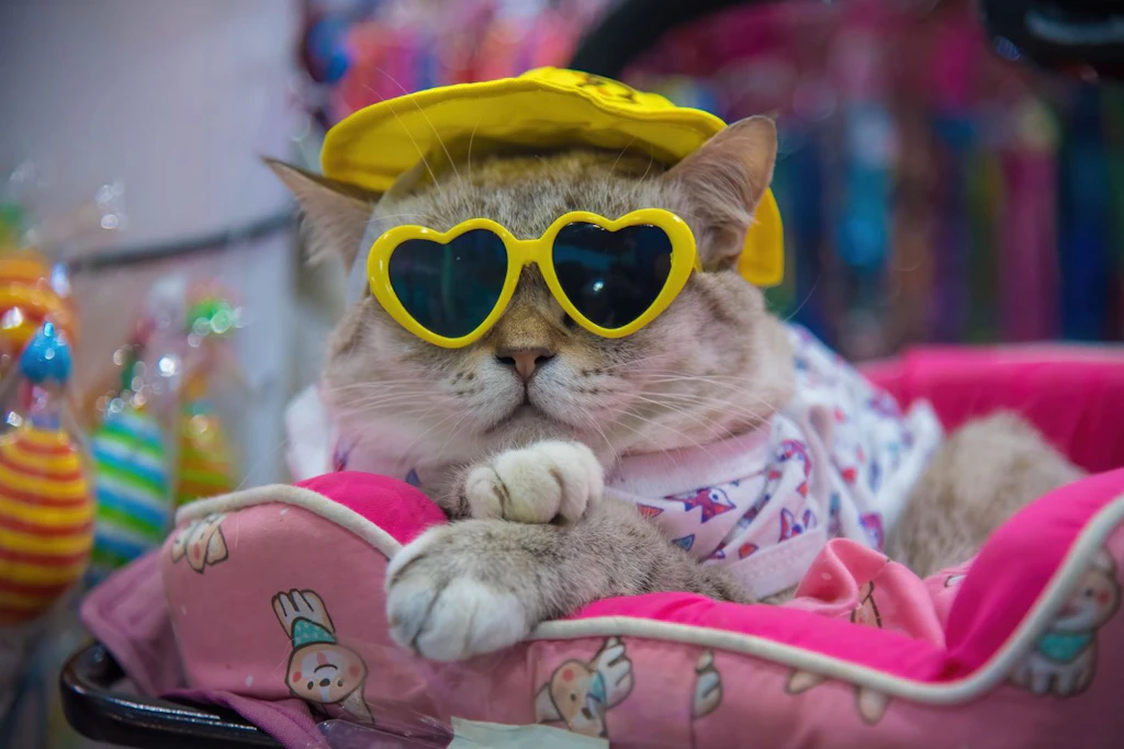 Katzen: Diese Bedürfnisse haben Samtpfoten im Alter