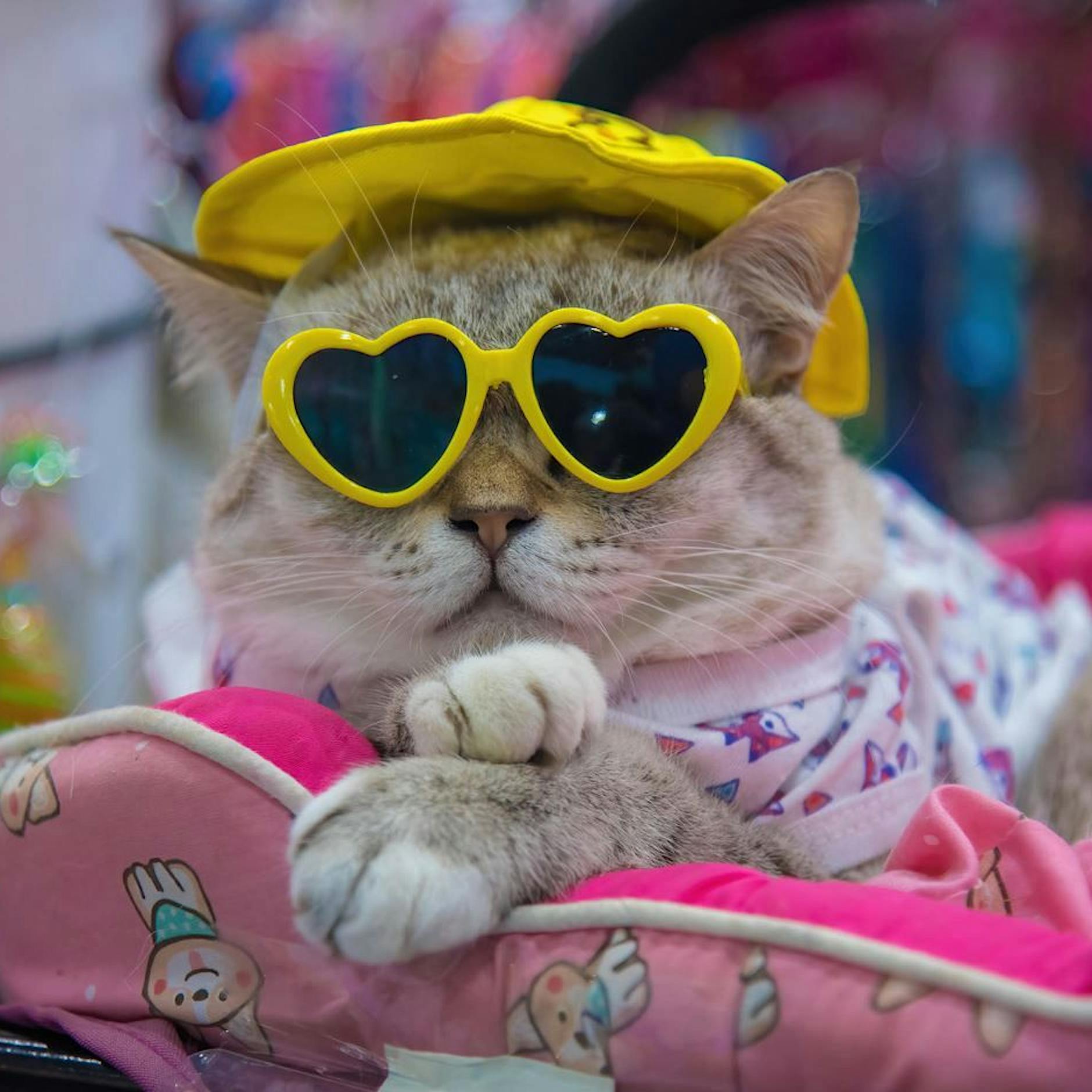 Katzen: Diese Bedürfnisse haben Samtpfoten im Alter