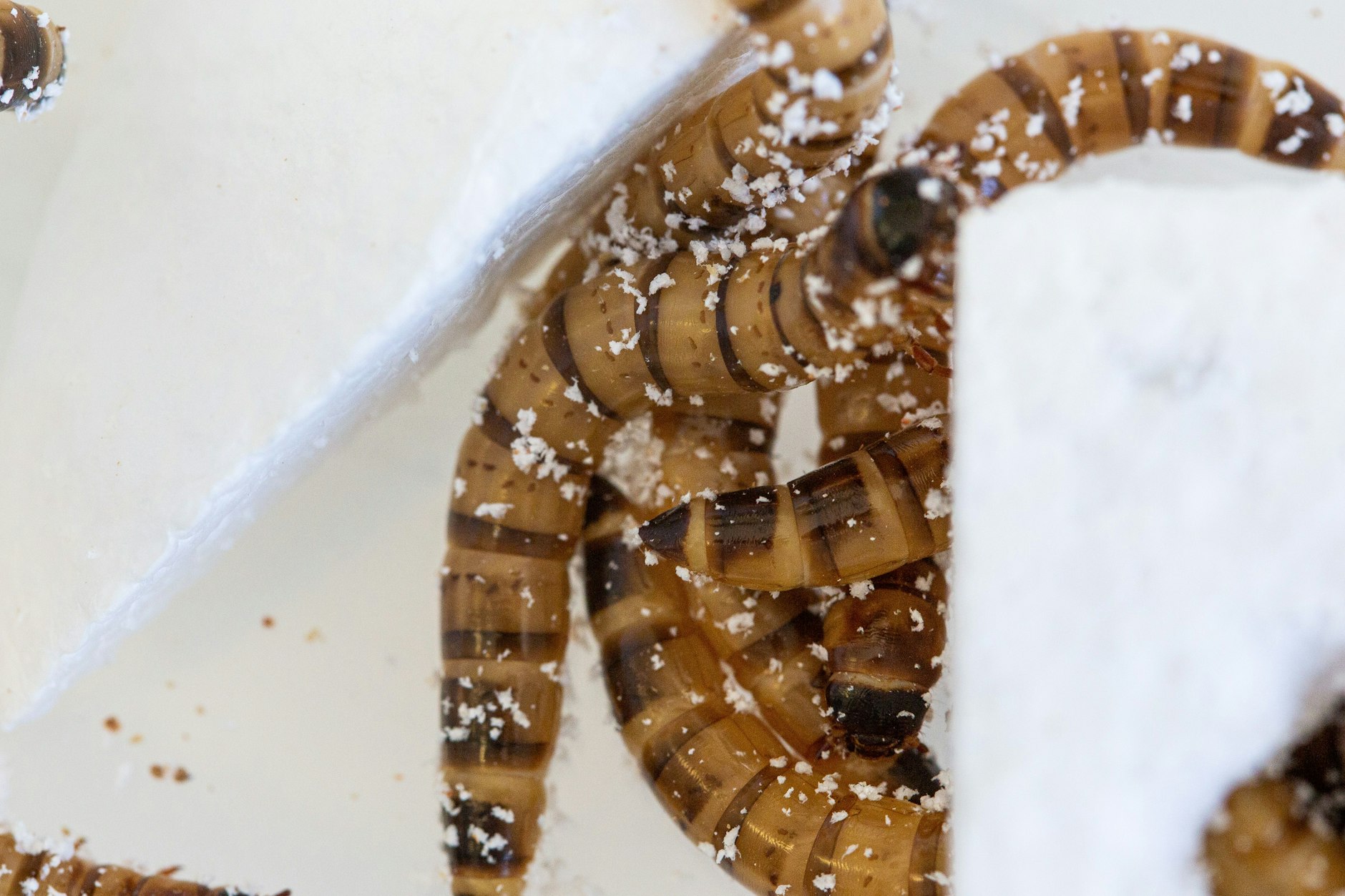 Larven der Spezies Zophobas oder „Superwürmer“ können mit Kunststoff als einziger Nahrungsquelle überleben und durch das Fressen von Polystyrol sogar an Gewicht gewinnen.