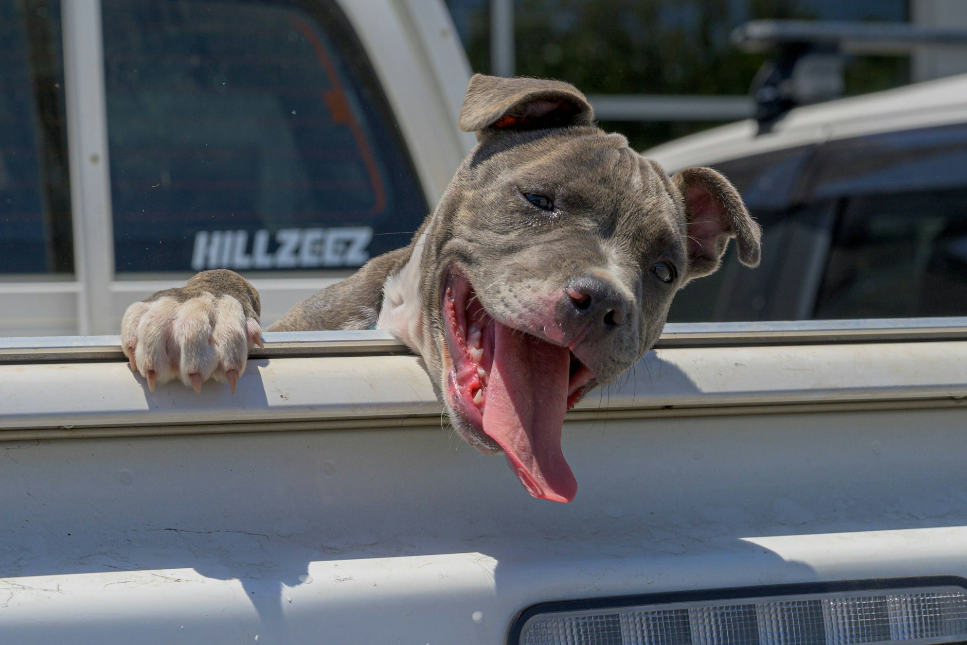 Hitze setzt Hunden schwer zu.