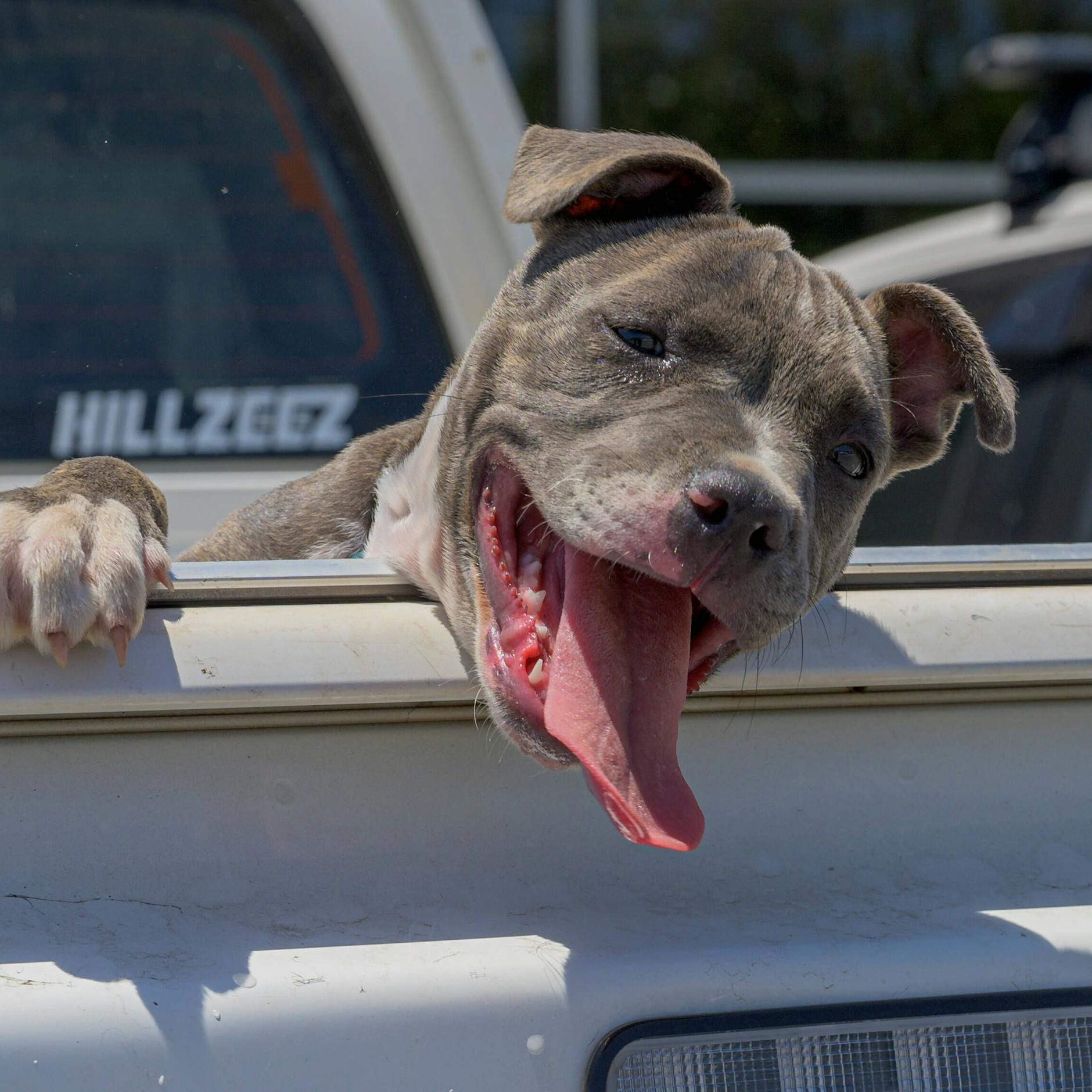 Vorsicht, Hitzewelle: Auch Hunde können einen Sonnenbrand bekommen – was unseren Haustieren hilft