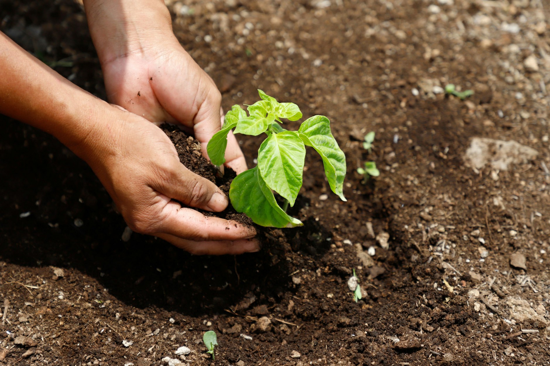 Bäume pflanzen für mehr Lebensqualität in der Stadt – das geht auch auf kleinen Flächen.