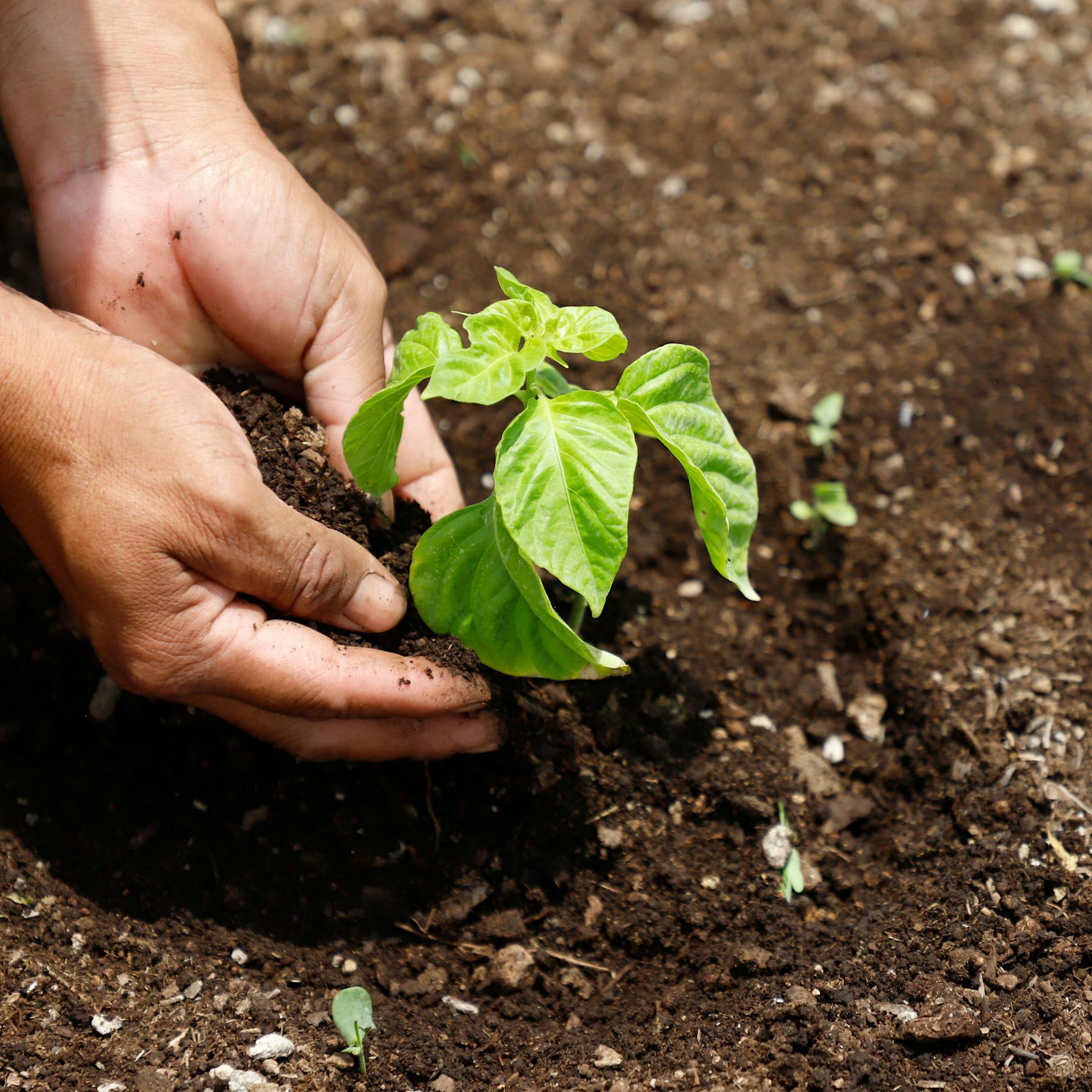 Pankow soll zwei neue Miniwälder bekommen