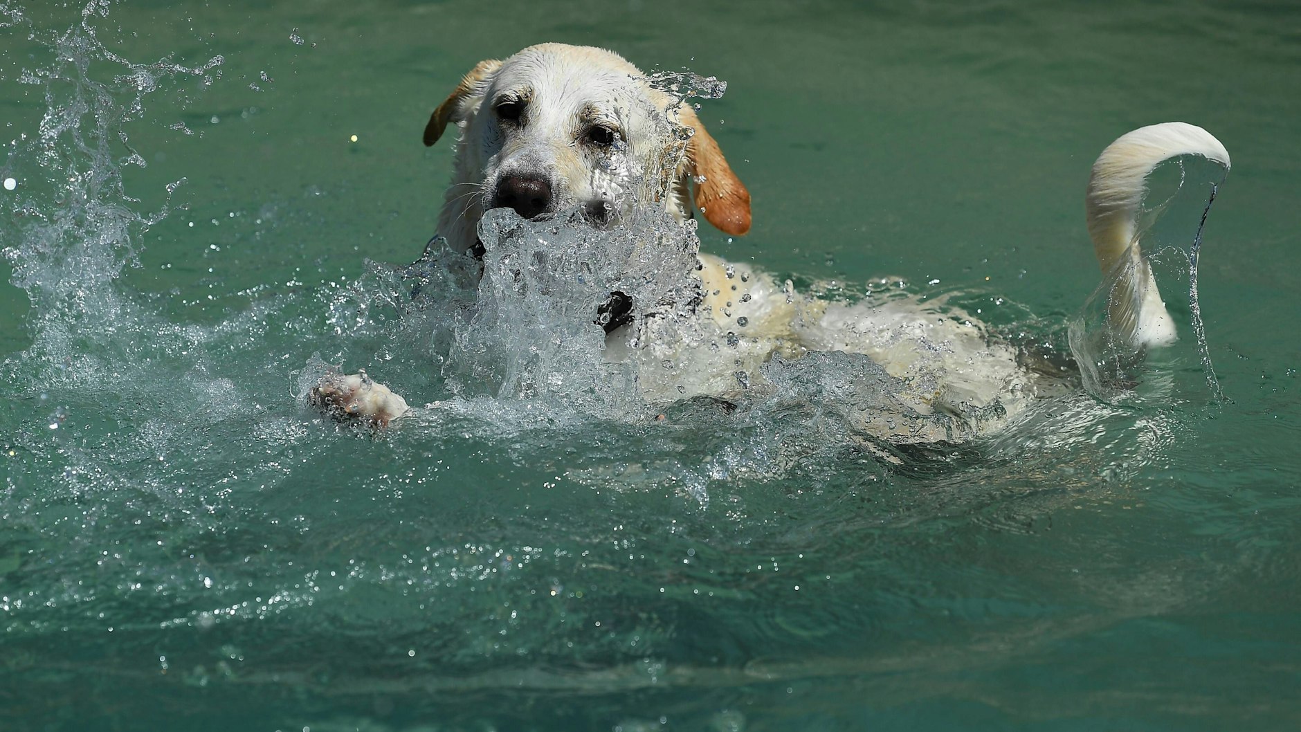 Ein erfrischendes Bad im Wasser hilft auch Hunden bei Hitze.