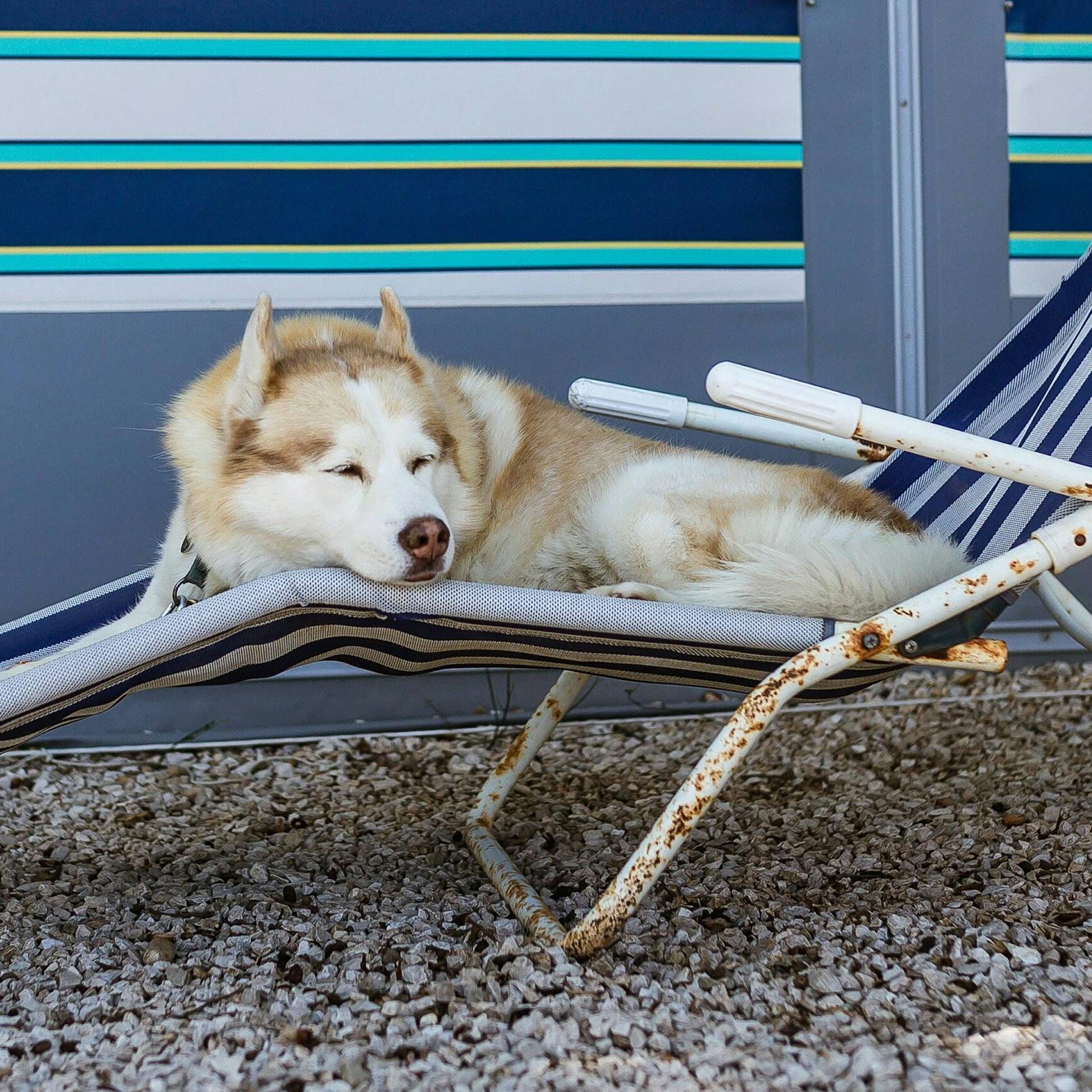 Wichtige Tipps für alle Tierhalter! So bringen Sie Hund, Katze und Kaninchen gut durch die Mega-Hitze