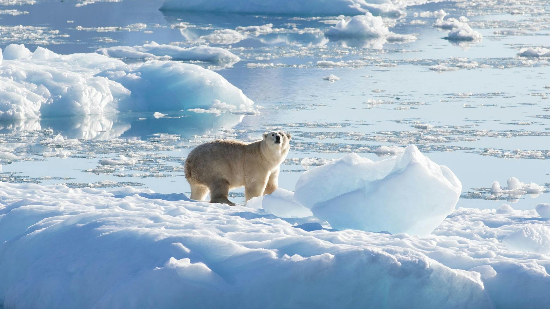 Ein südostgrönländischer Eisbär auf Gletscher- oder Süßwassereis.