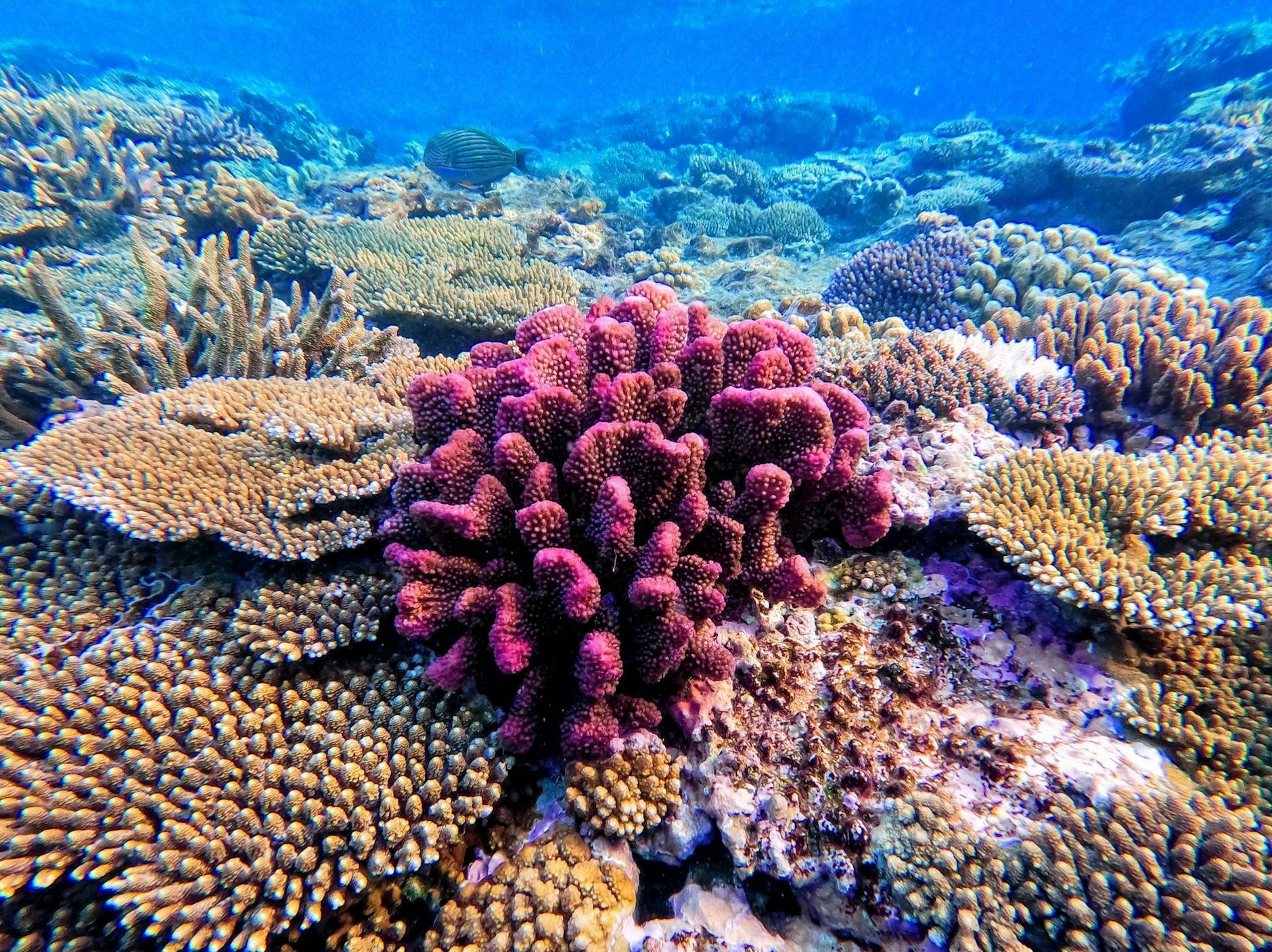 HANDOUT - Natur in Gefahr: Die wohl bekanntesten Korallen finden sich am Great Barrier Reef vor Australien. n/dpa - ACHTUNG: Nur zur redaktionellen Verwendung im Zusammenhang mit der aktuellen Berichterstattung und nur mit vollständiger Nennung des vorstehenden Credits