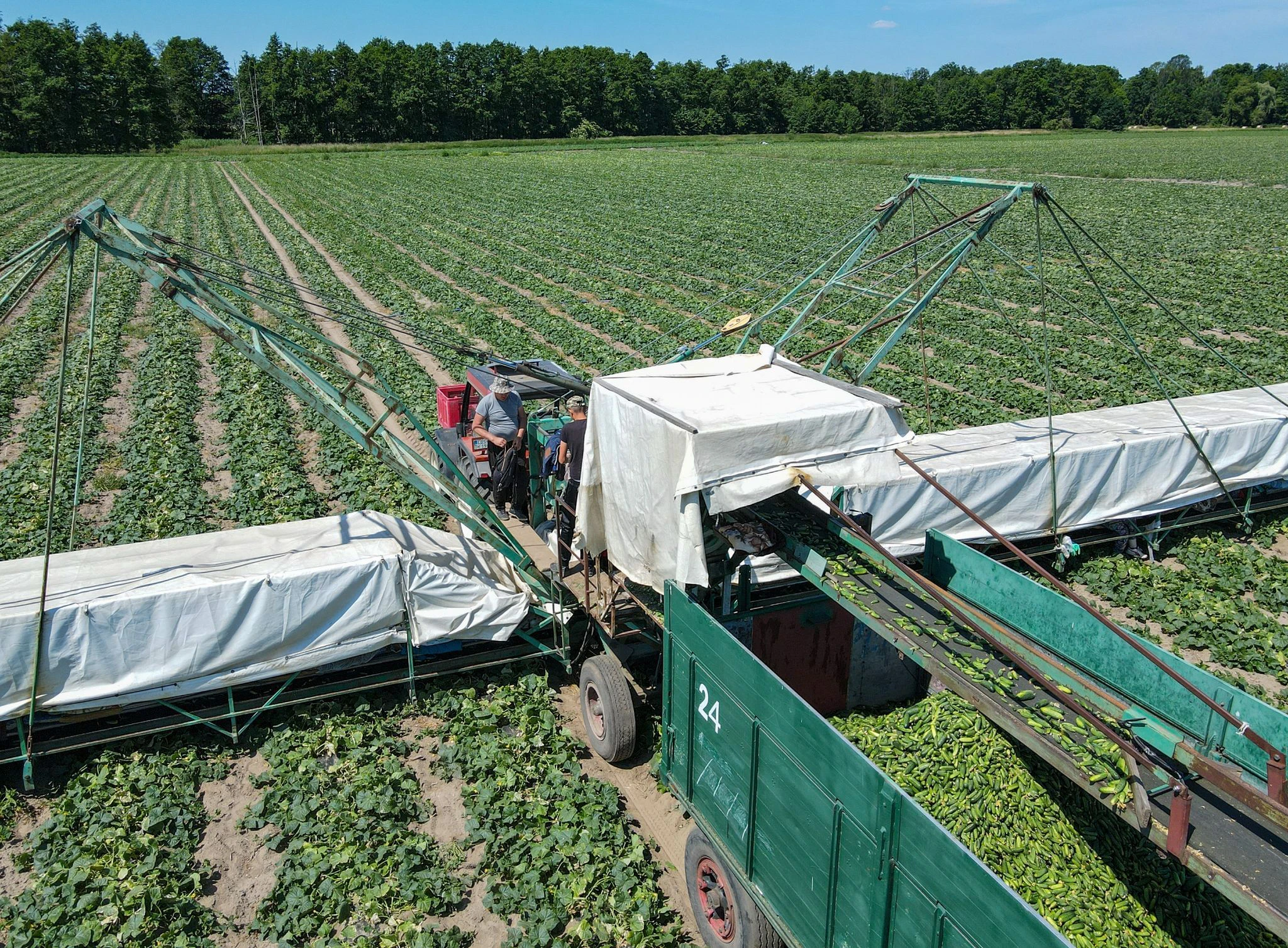 Ein sogenannter Gurkenflieger, auf dem bis zu 30 Erntehelfer liegen und Einlegegurken ernten, steht auf einem Feld in Brandenburg. Von jetzt an beginnt offiziell die Ernte der Spreewälder Gurke.  