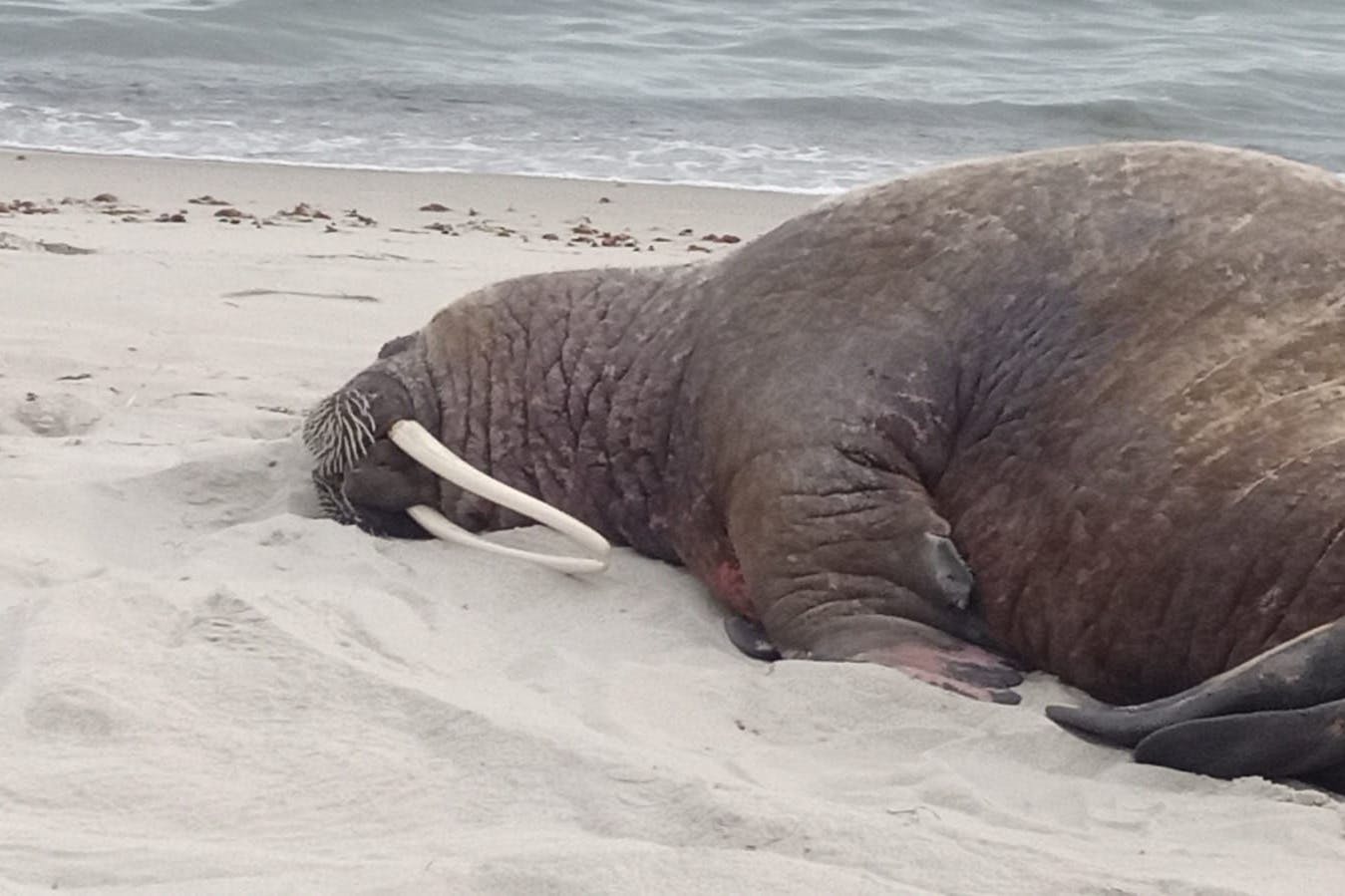 Ein Walross liegt am Strand auf Rügen.