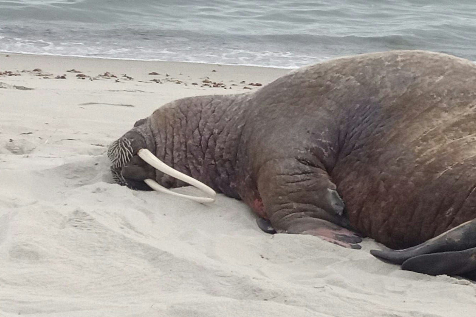 Ein Walross liegt am Strand auf Rügen. 