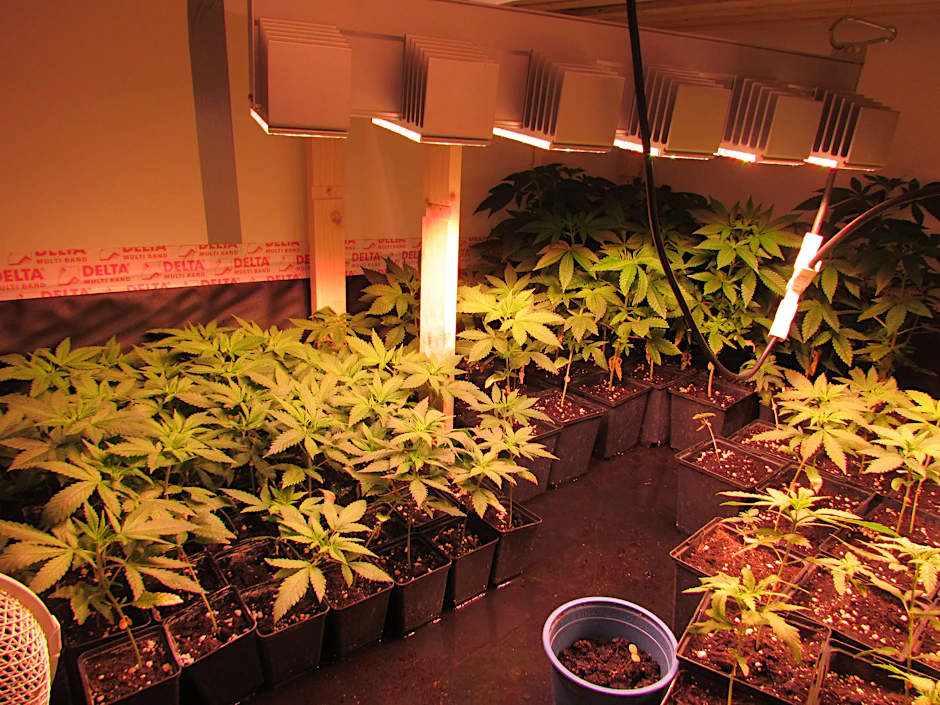 So eine ähnliche Cannabis-Plantage entdeckte die Polizei am Donnerstag in einer Wohnung in Berlin (Symbolbild).