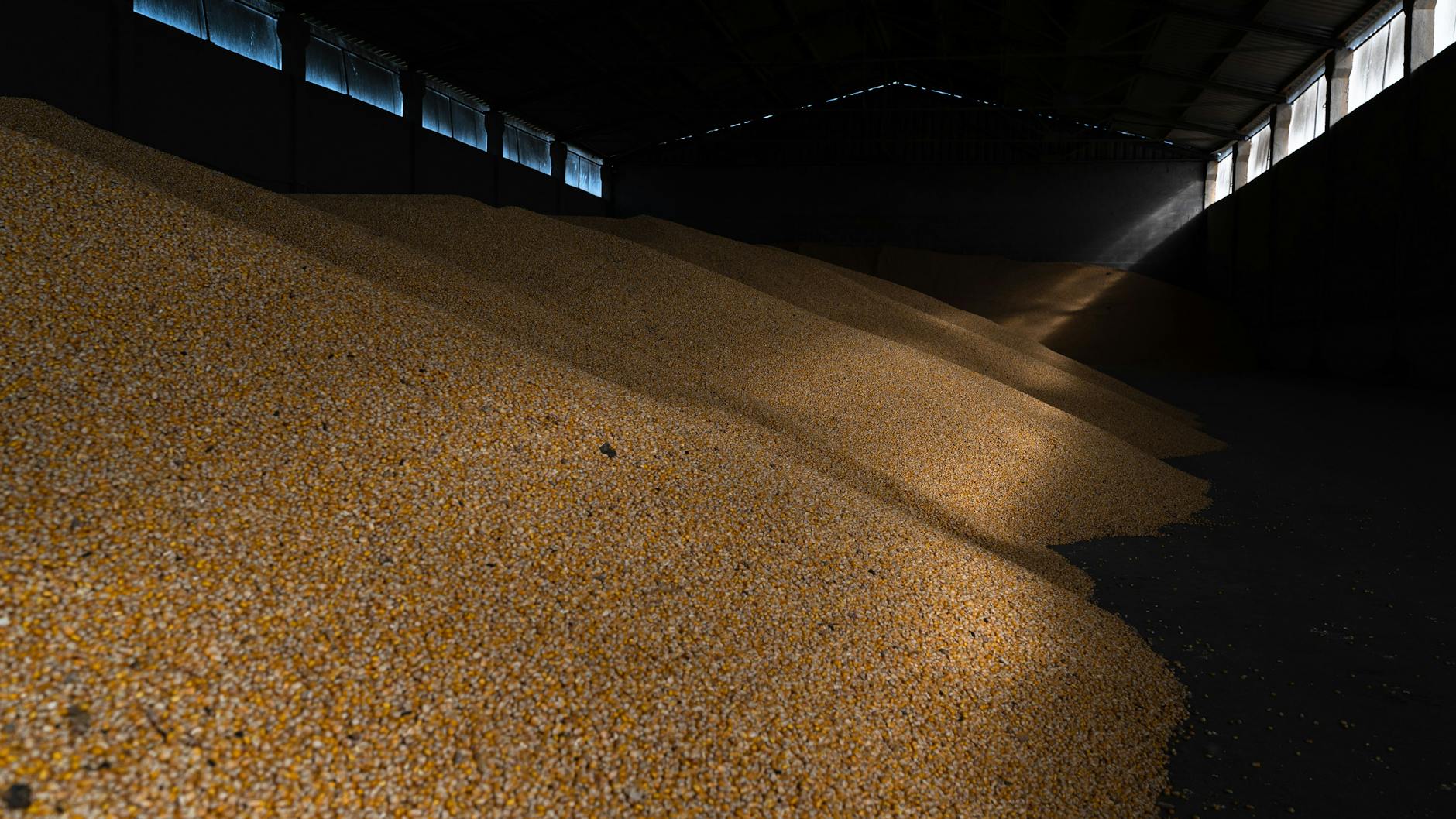 Maiskörner werden in einer Lagerhalle in der Region Kiew gelagert. Durch den Krieg in der Ukraine können Millionen Tonnen Getreide nicht exportiert werden, was in mehreren Ländern der Welt bereits zu Nahrungsmittelknappheit führt.