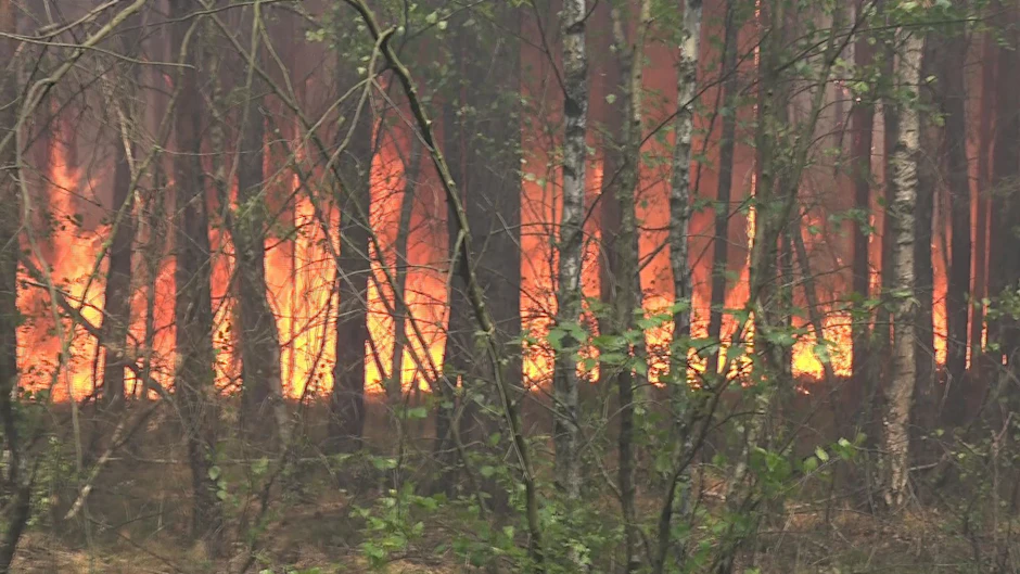 Beelitz: Dort brennen nun 200 Hektar Wald.