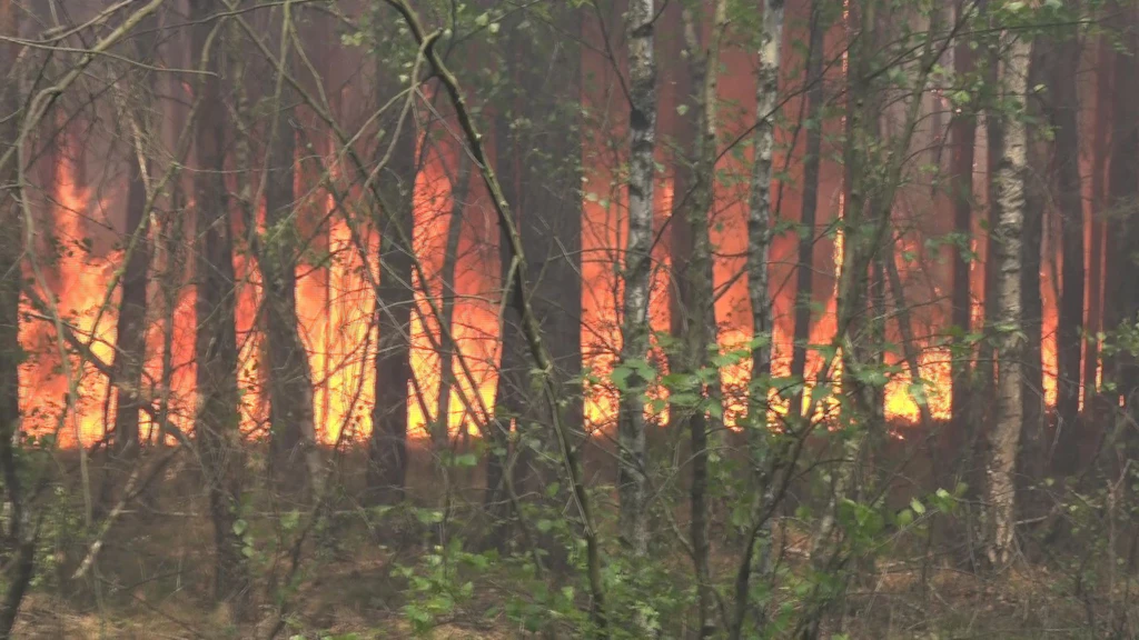 Waldbrände in Brandenburg: Hunderte Menschen in Sicherheit gebracht