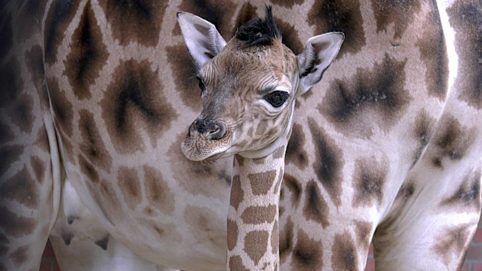 Das Giraffenkalb im Tierpark Berlin