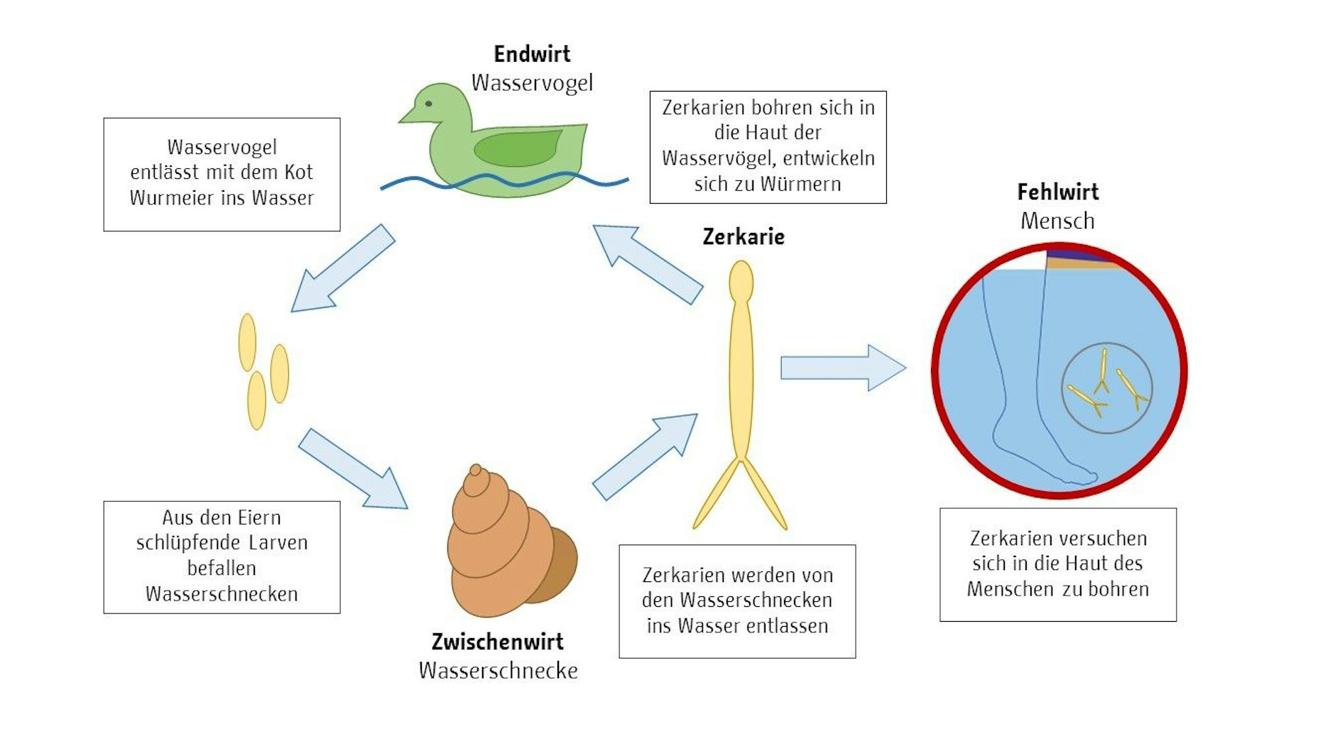 So verbreiten sich die Saugwürmer.