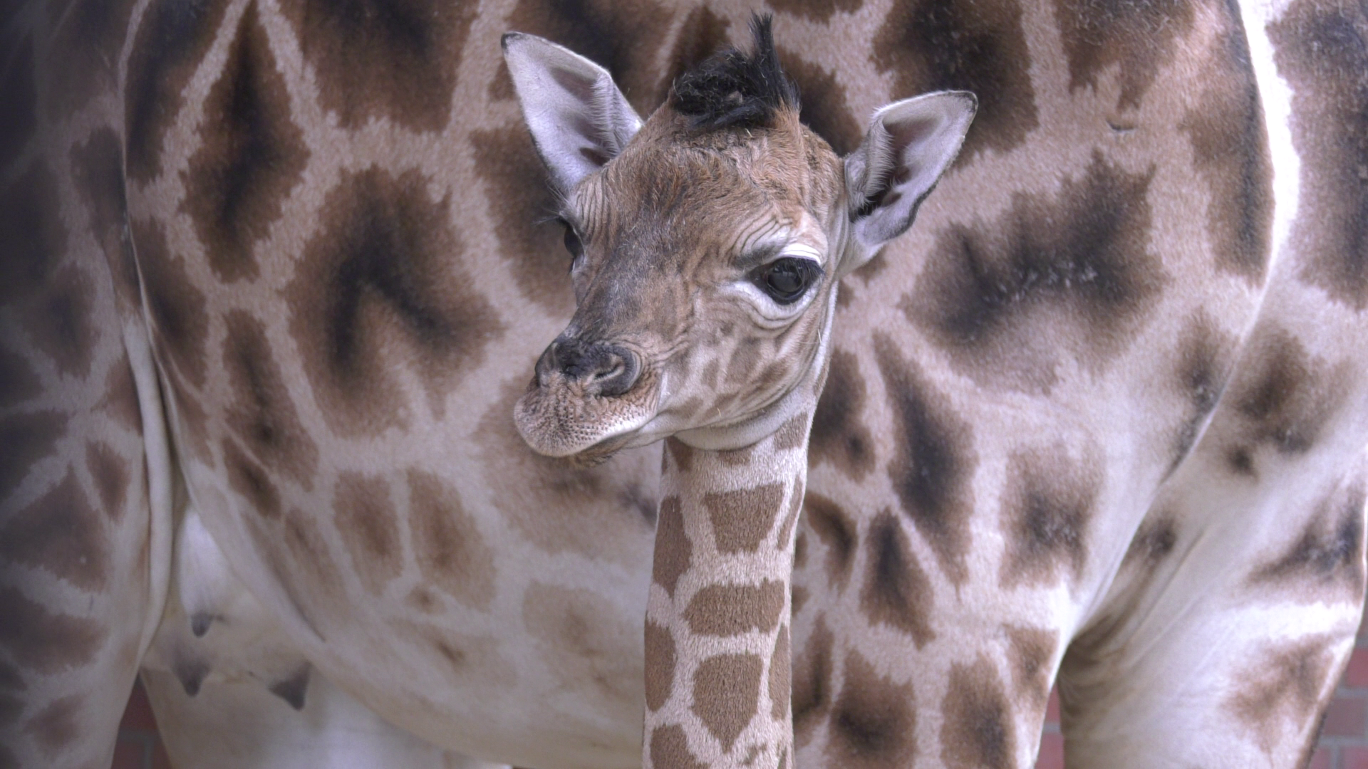 Zuckersüß: Im Tierpark Berlin gibt's Nachwuchs bei den Giraffen! Es ist ein Mädchen - und hier sind die ersten Bilder