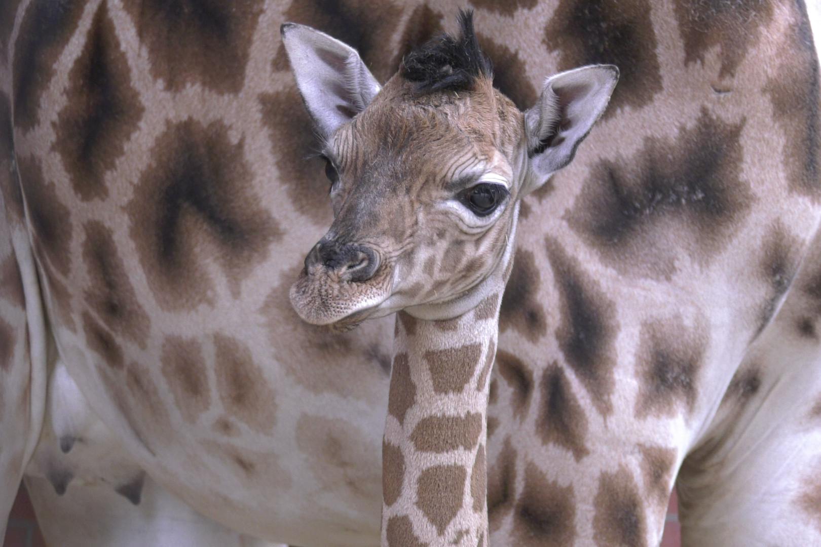 Die kleine Giraffe ist ab dem 21. Juni im Tierpark Berlin an der Seite ihrer Mama im Giraffenhaus zu sehen.