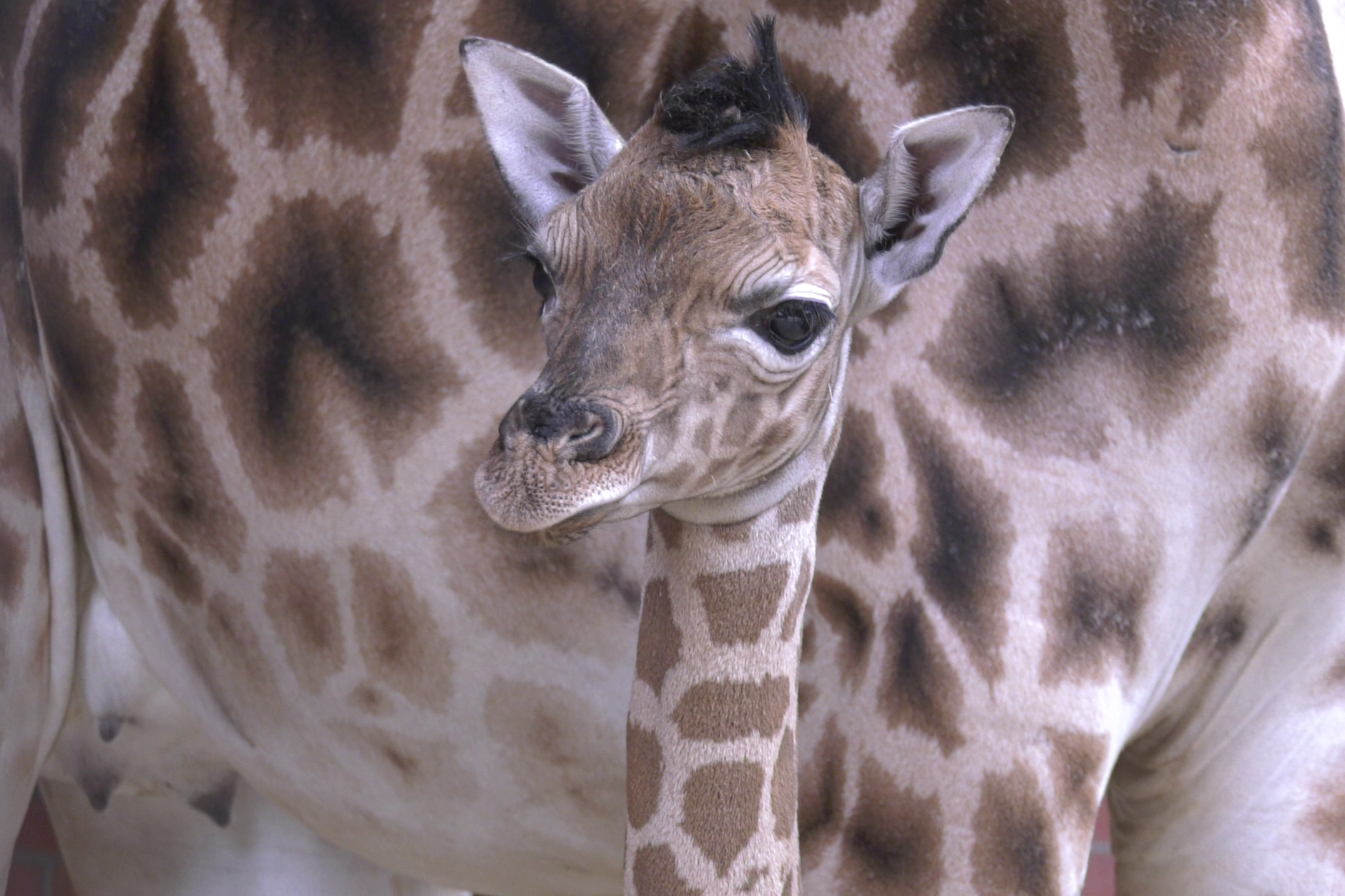 Die kleine Giraffe ist ab dem 21. Juni im Tierpark Berlin an der Seite ihrer Mama im Giraffenhaus zu sehen.