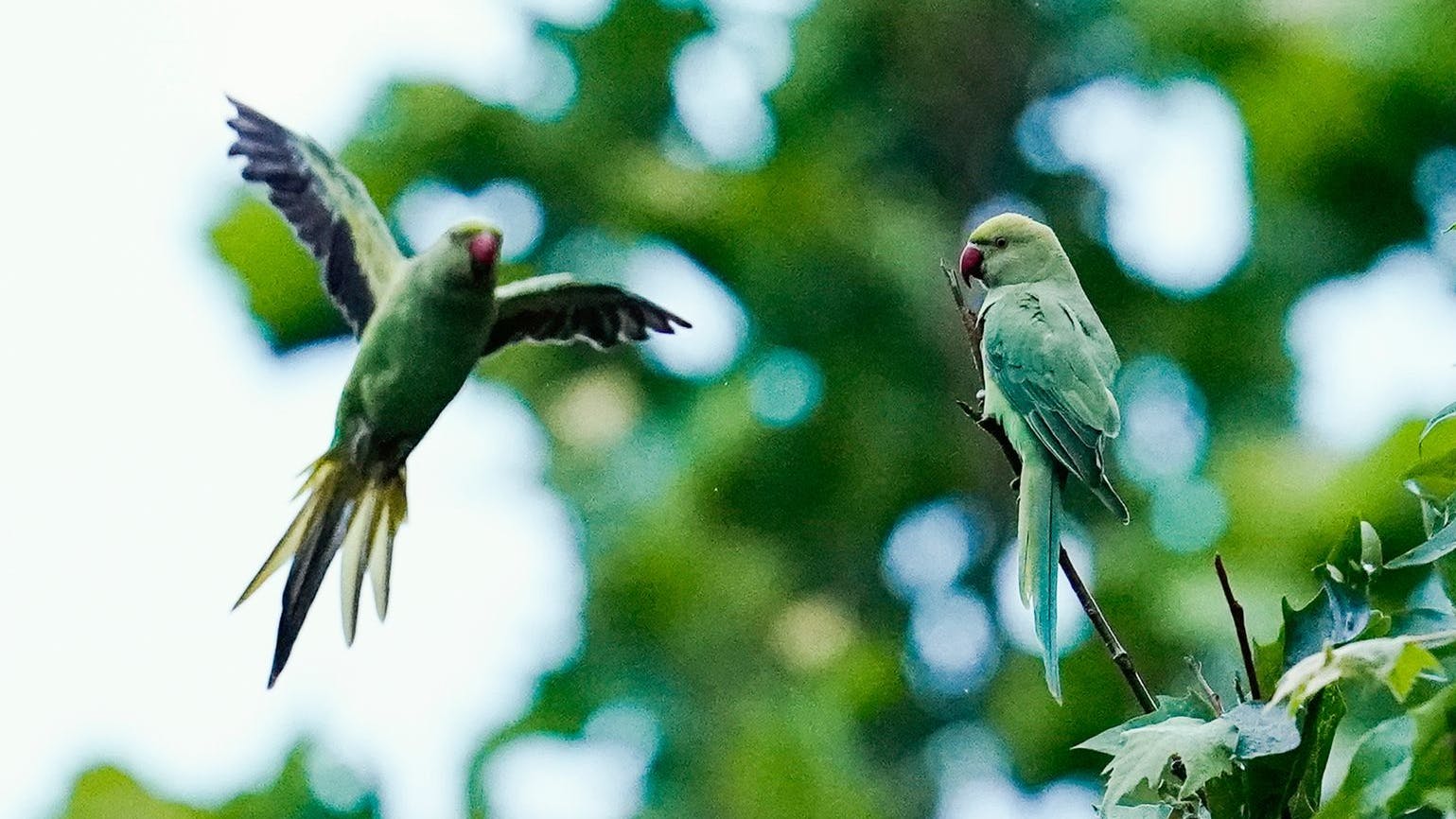 Halsbandsittiche an einem Baum: Papageien haben in vielen Großstädten Deutschlands Einzug gehalten.