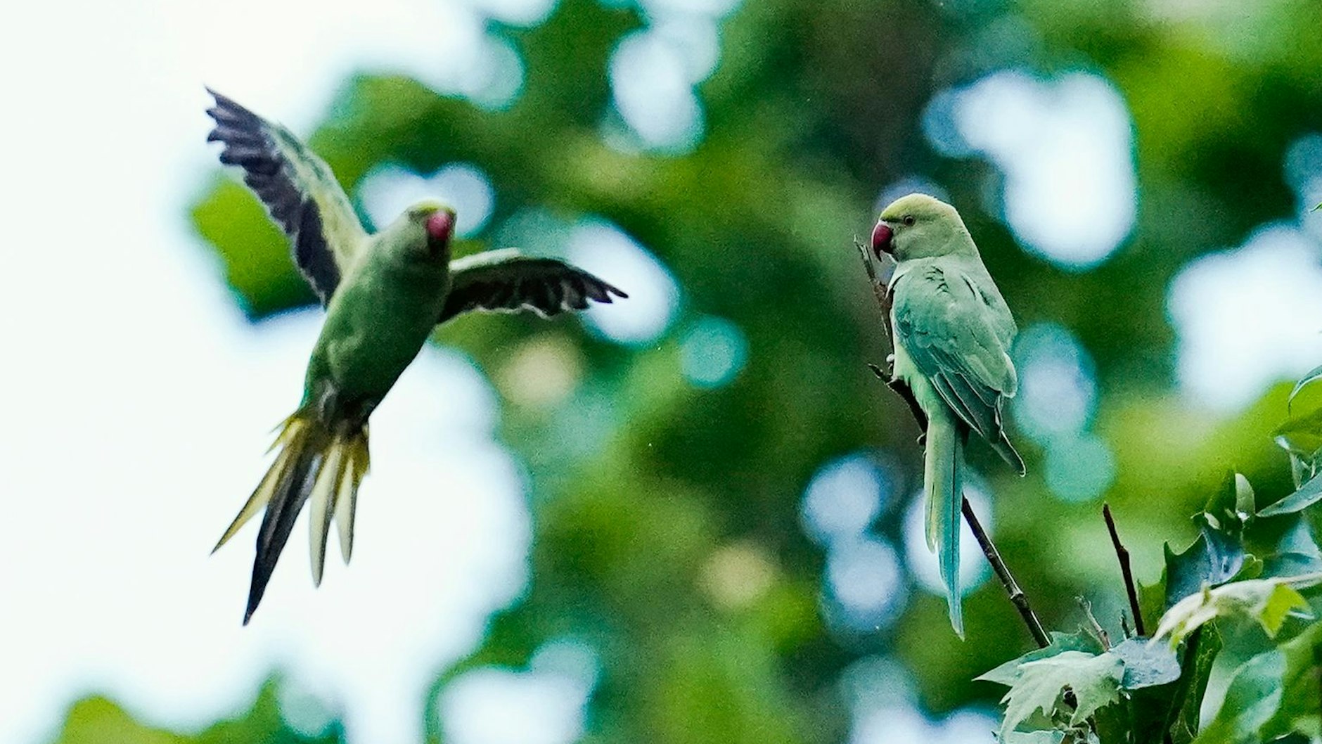 Halsbandsittiche an einem Baum: Papageien haben in vielen Großstädten  Deutschlands Einzug gehalten.
