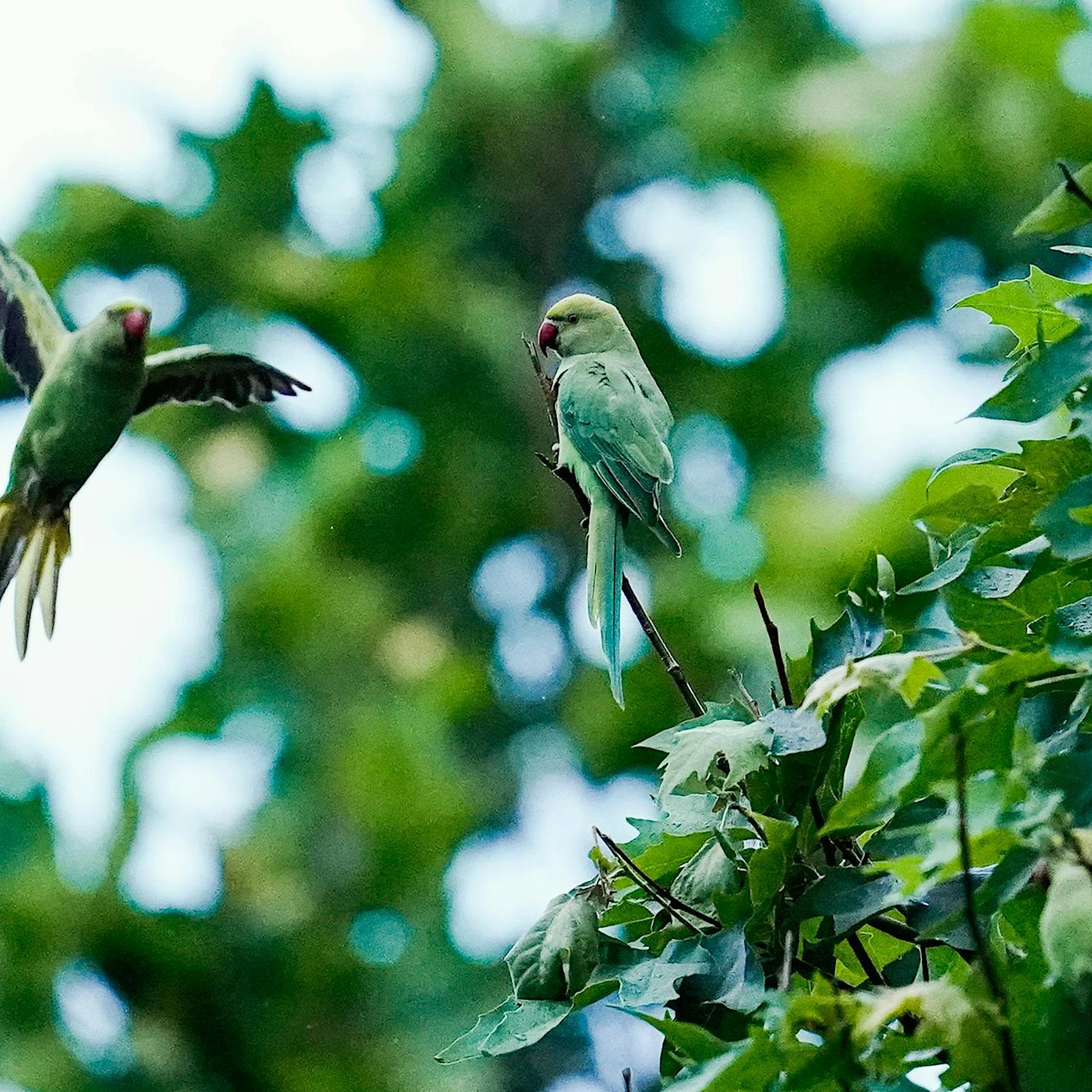Papageien erobern deutsche Großstädte