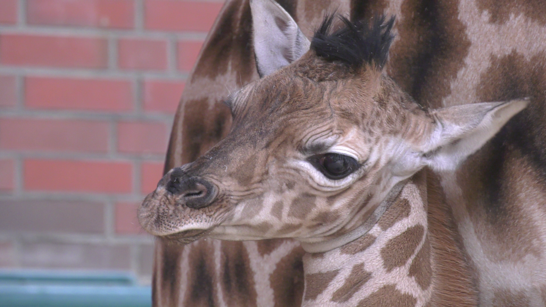 Wie süß! Noch fehlen dem Neuankömmling im Tierpark Berlin allerdings die kleinen Hörnchen.
