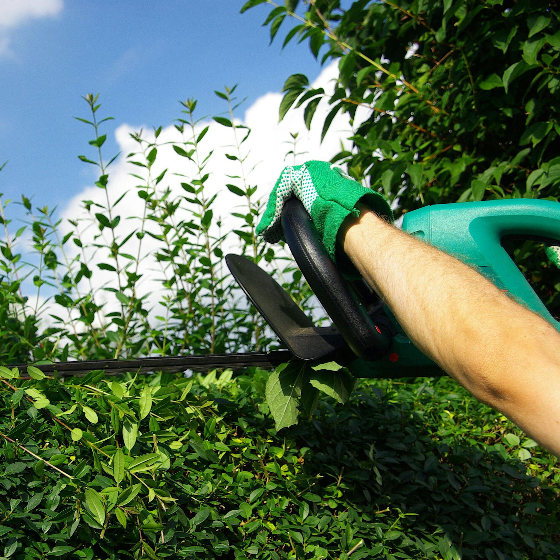 Wann darf ich meine Hecke schneiden? Warum Sie Hecken und Sträucher erst Ende Juli in Form bringen sollten