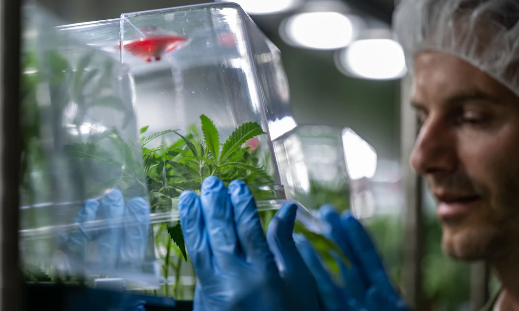 Cannabis für medizinische Zwecke in der Schweiz künftig erlaubt