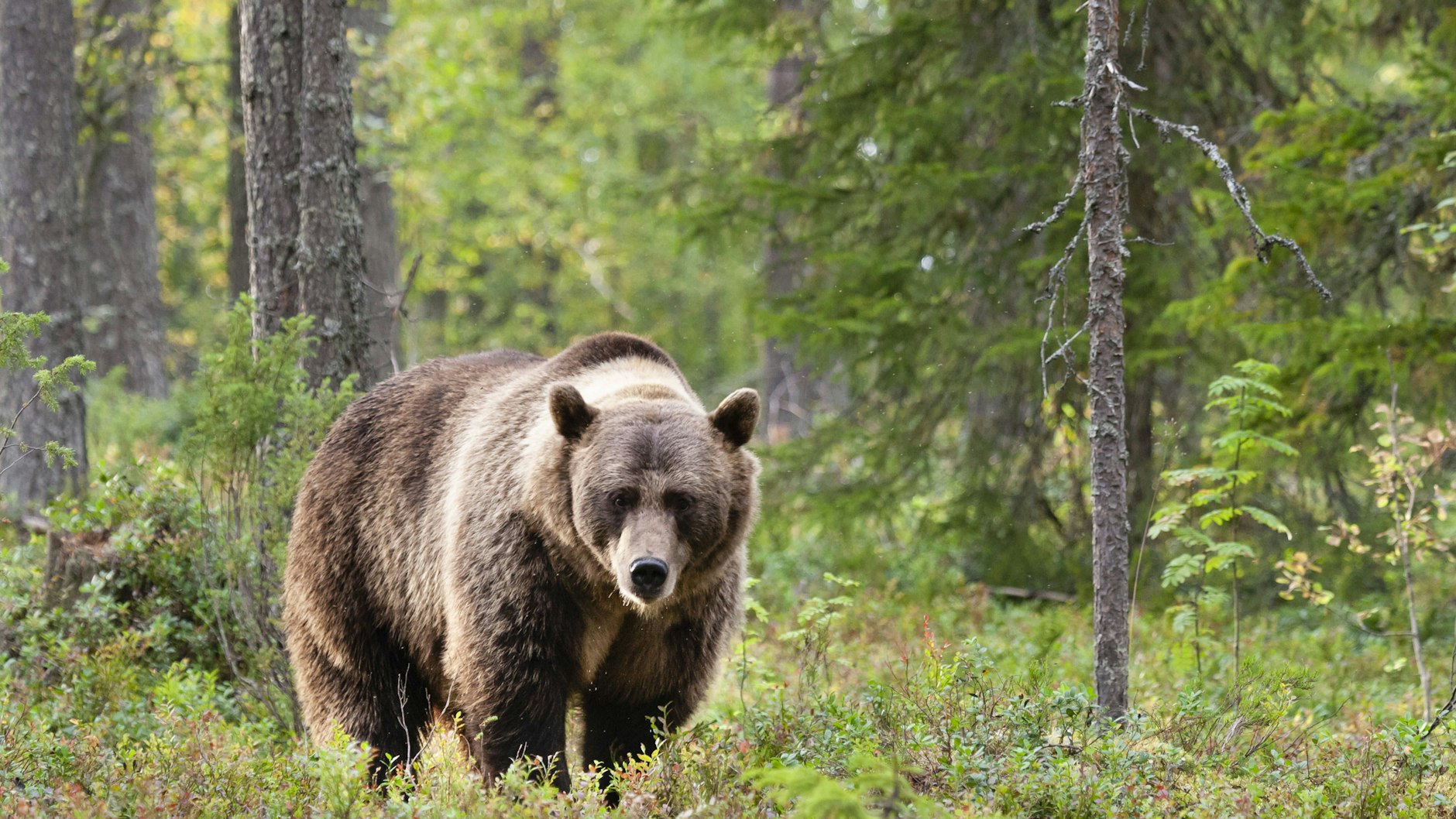 Leichter gesagt als getan: Bei der Begegnung mit einem Braunbär soll man gelassen bleiben. 