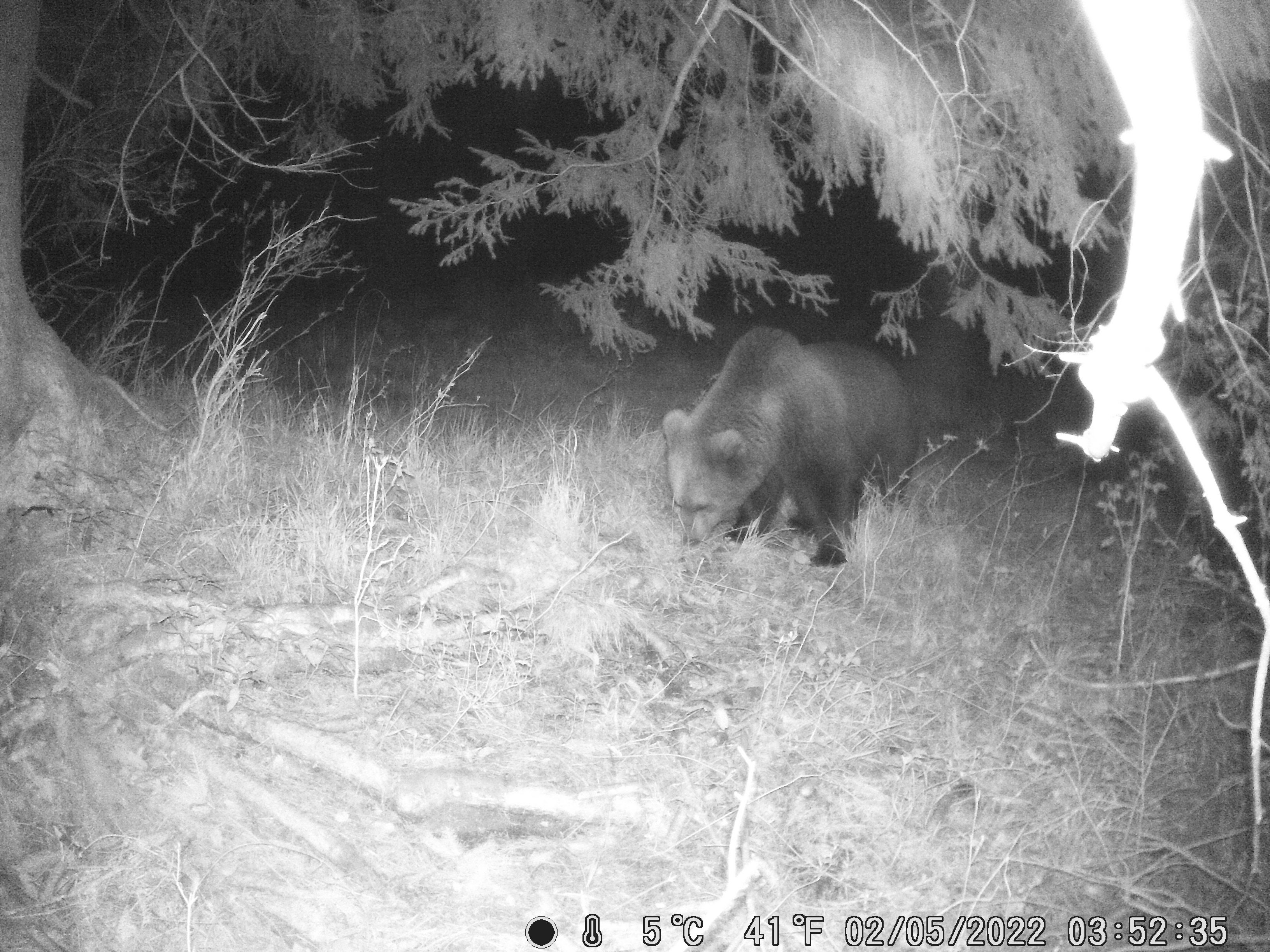Image - G7-Gipfel in Bayern: Hoffentlich hat dieser Braunbär keinen Hunger auf Präsidenten – Raubtier im Sicherheitsbereich entdeckt!