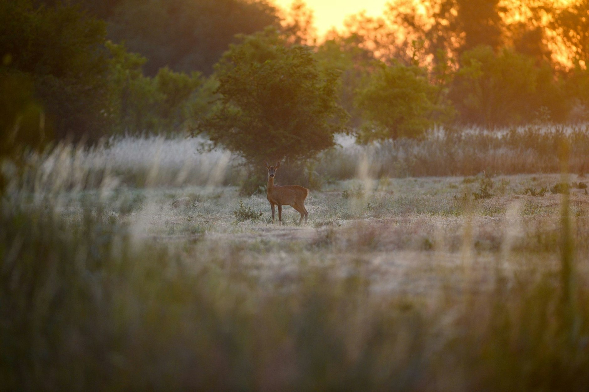 dpatopbilder - Ein Reh steht bei Sonnenaufgang auf einer Wiese.  