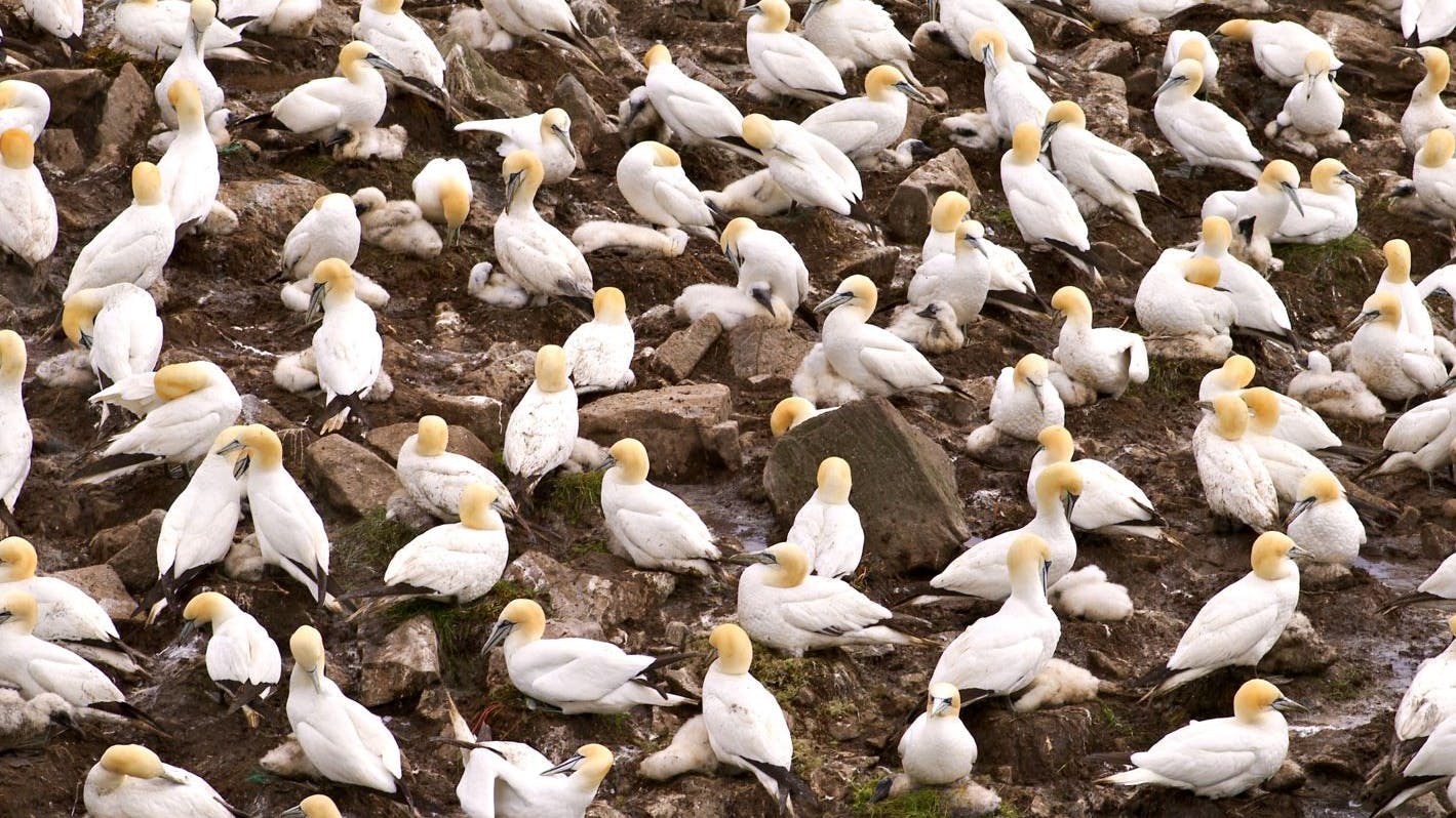Viren-Alarm auf Sylt: Basstölpel sind offenbar besonders betroffen. (Archivbild)