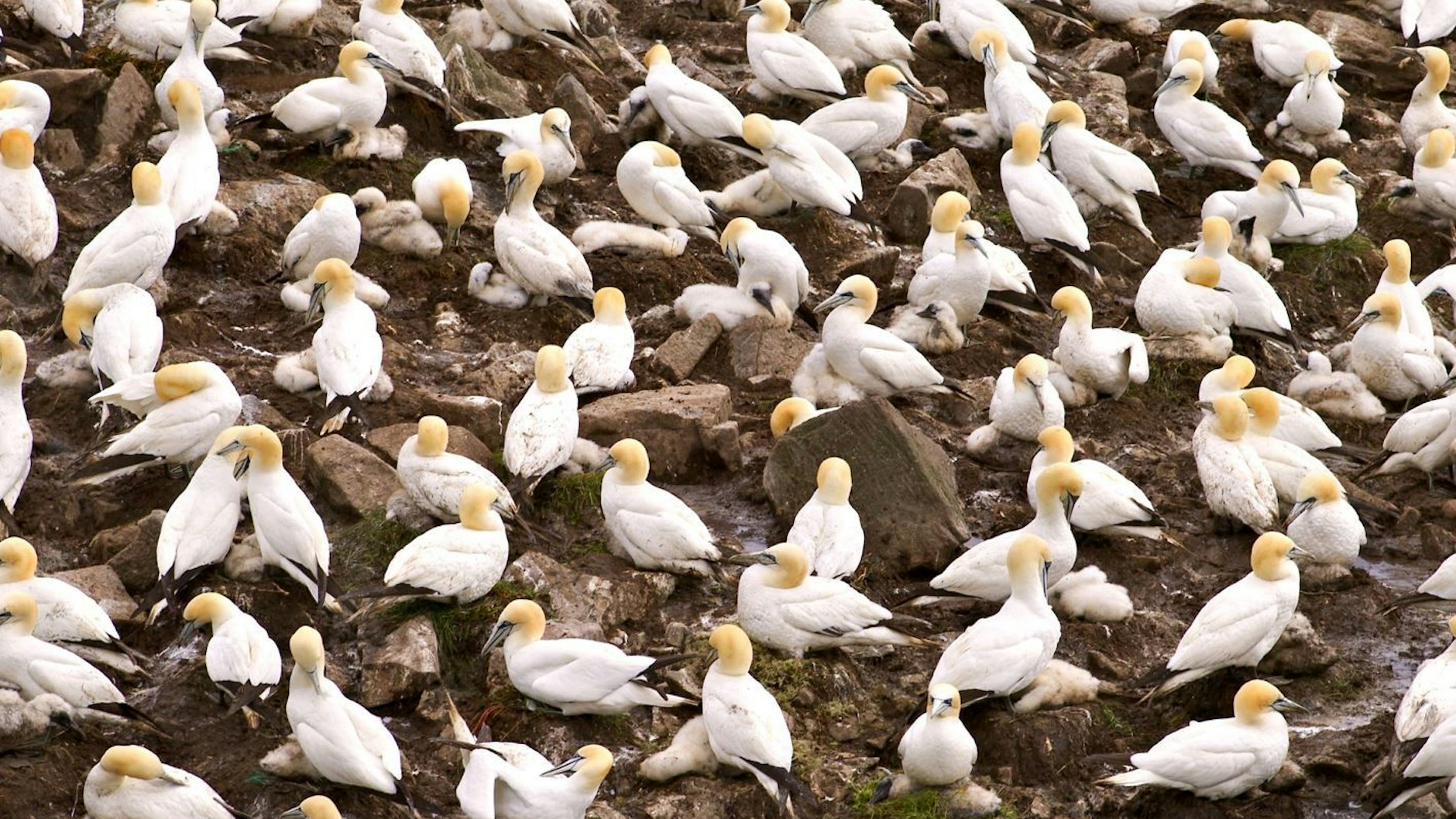 Viren-Alarm auf Sylt: Basstölpel sind offenbar besonders betroffen. (Archivbild)