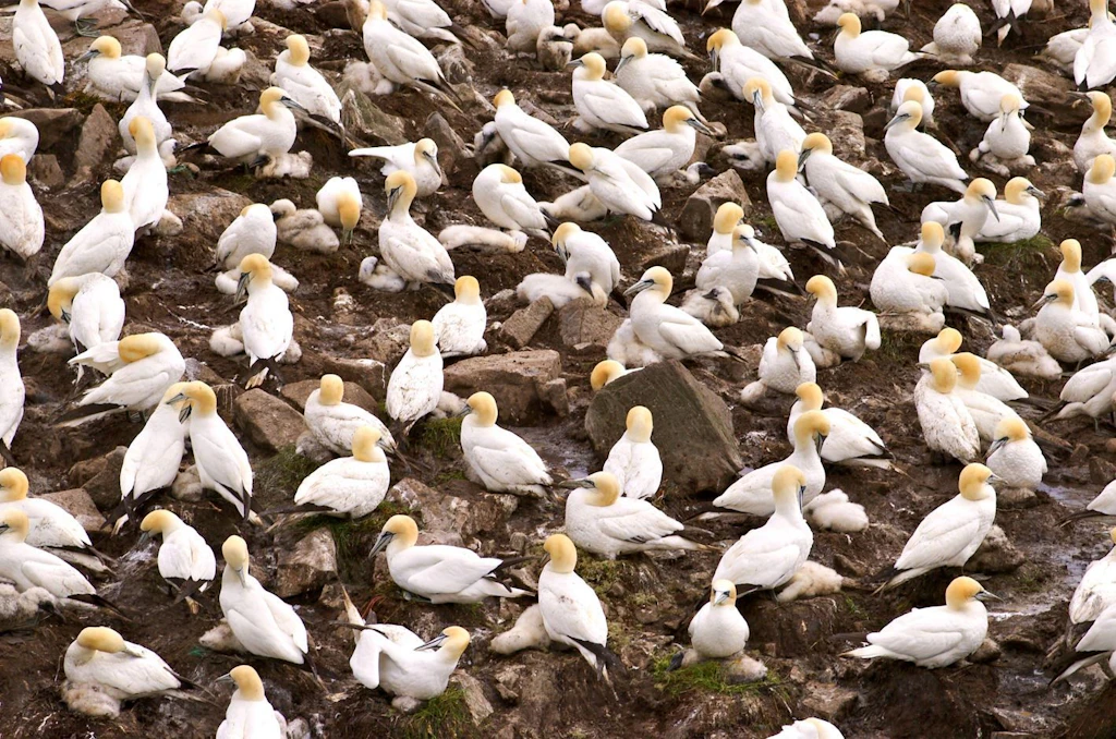 Naturschützer warnen vor neuer Vogelgrippe-Welle