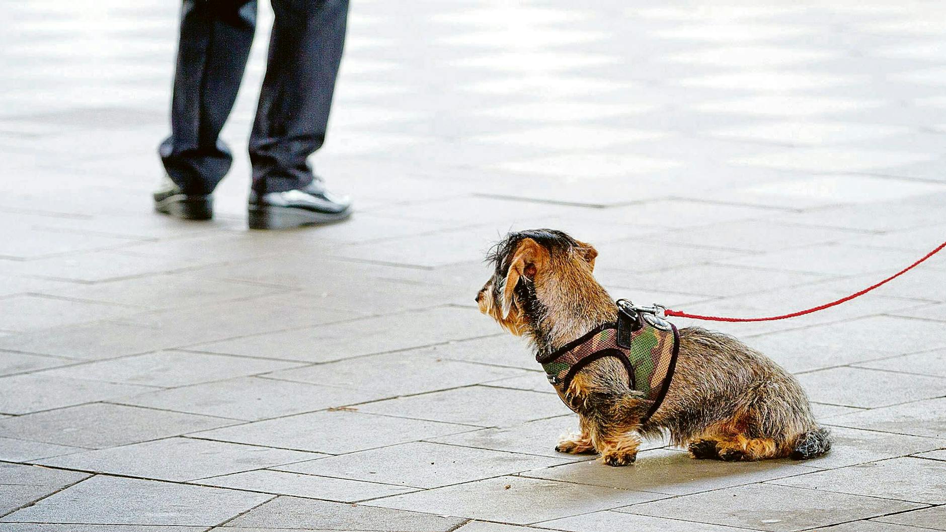 Immer wieder lassen Tierhalter ihre Lieblings irgendwo zurück.