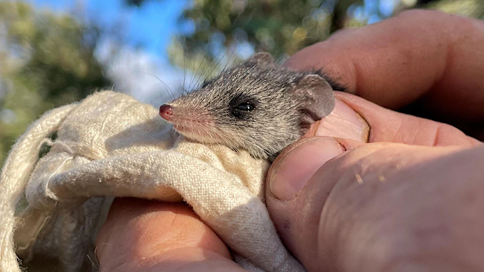 HANDOUT - Die Känguru-Insel-Schmalfußbeutelmaus lebt in Australien und ist vom Aussterben bedroht.   - ACHTUNG: Nur zur redaktionellen Verwendung im Zusammenhang mit der aktuellen Berichterstattung und nur mit vollständiger Nennung des vorstehenden Credits