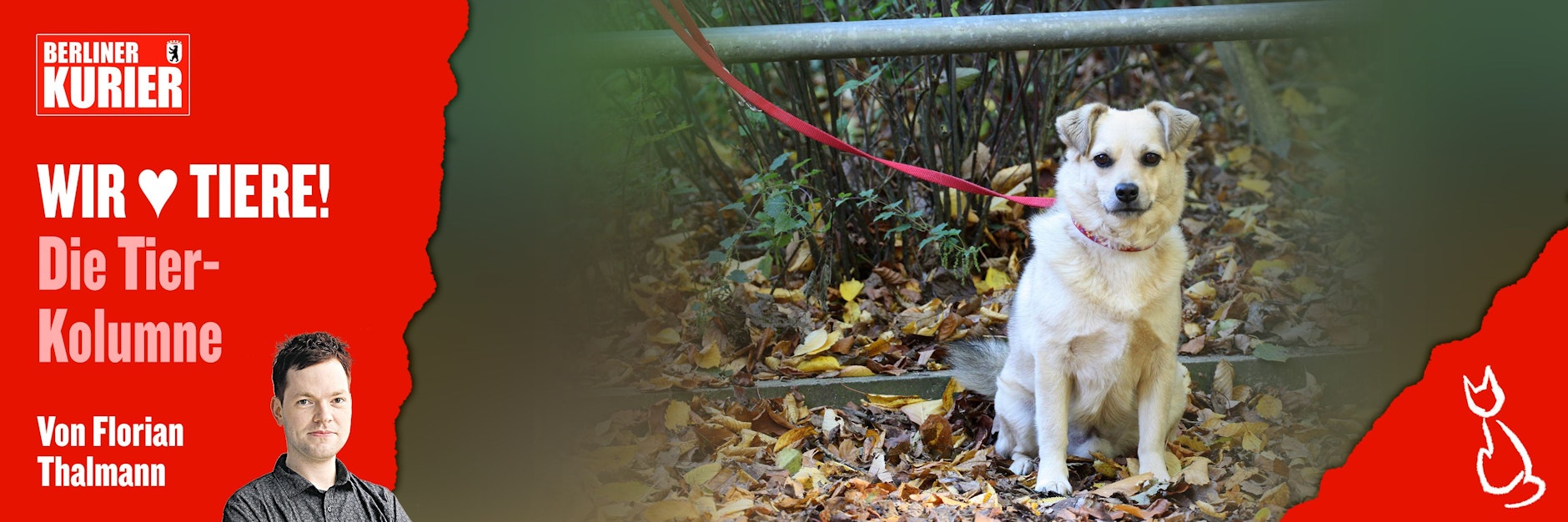 Für viele Haustiere endet der Sommer an der nächsten Laterne: Immer wieder werden Hunde und Katzen ausgesetzt, weil die Besitzer in den Urlaub fahren wollen.