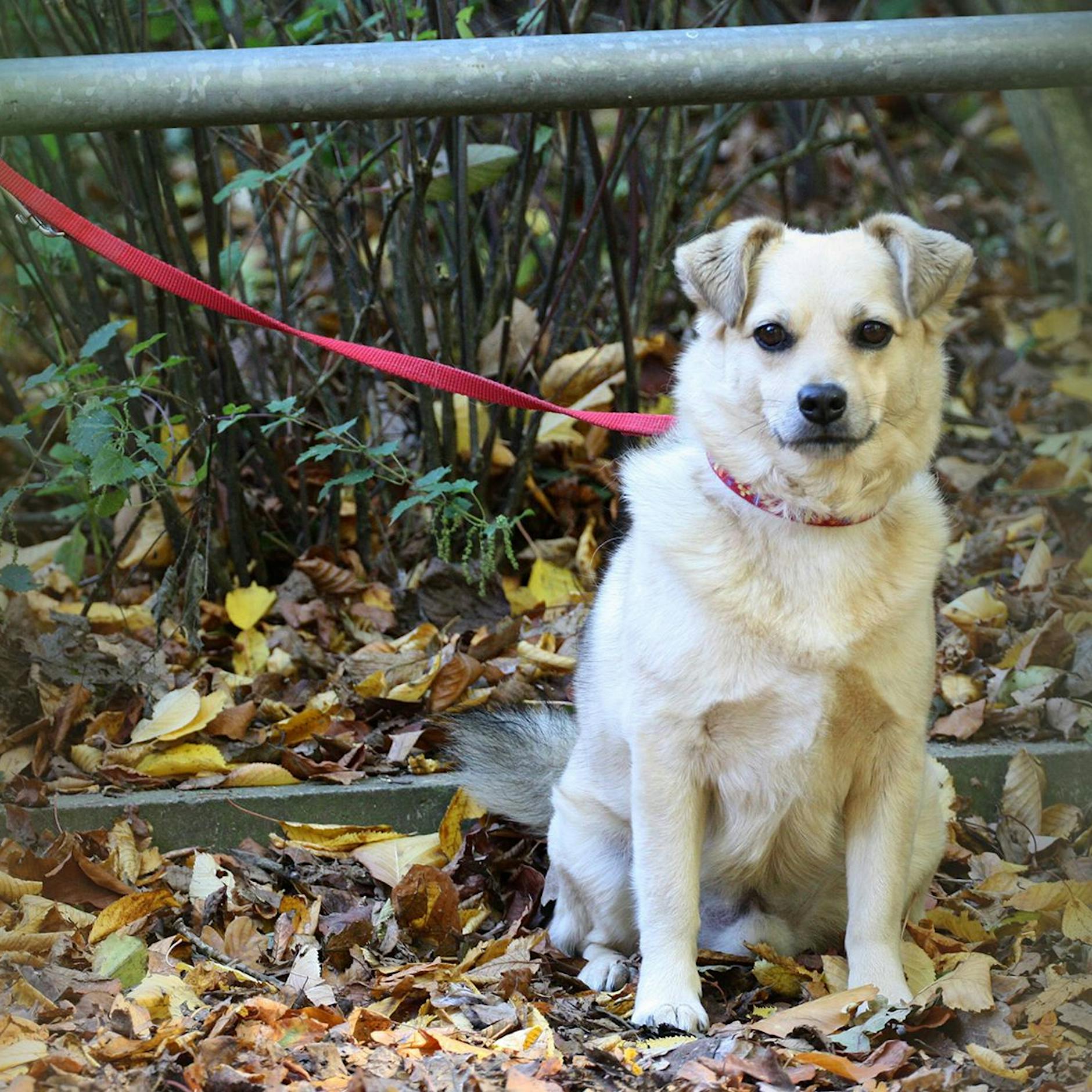 Im Urlaub hört die Tierliebe auf: Wer Hunde und Katzen aussetzt, um an den Strand zu fahren, gehört hart bestraft!