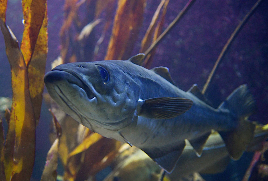 ARCHIV - Ein Dorsch, auch Kabeljau genannt, schwimmt im Aquarium des Geomar-Instituts in Kiel.  