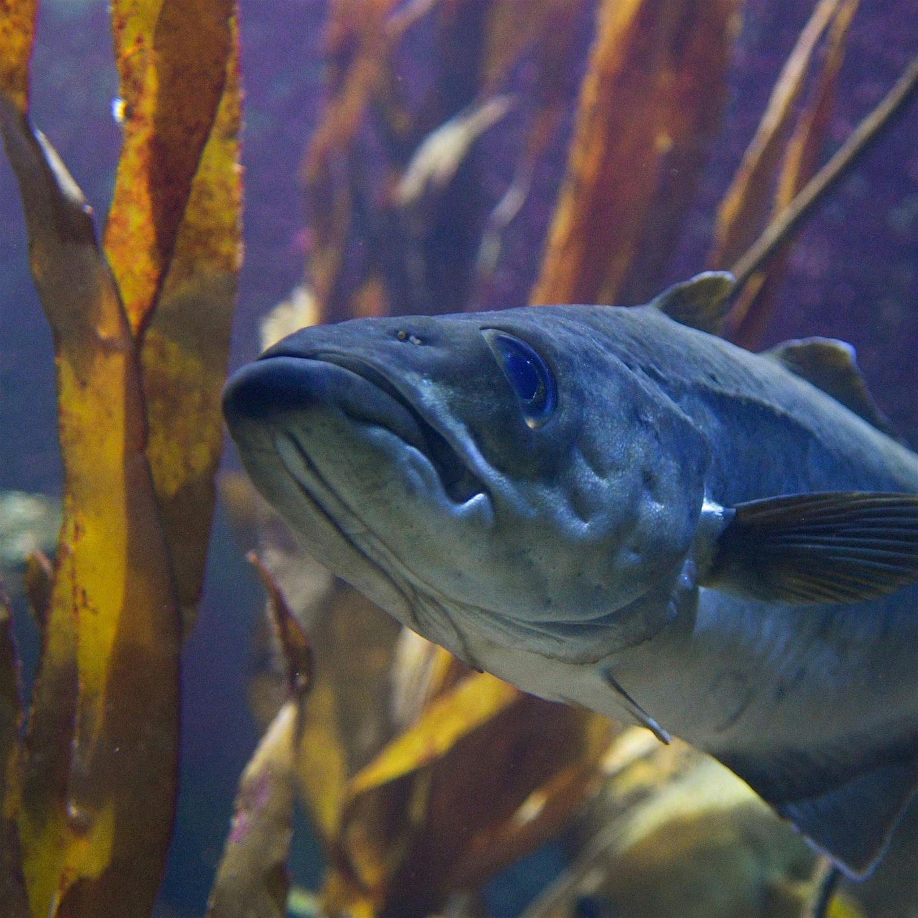 Auch Klimawandel und Überdüngung Ursache für Dorschsterben