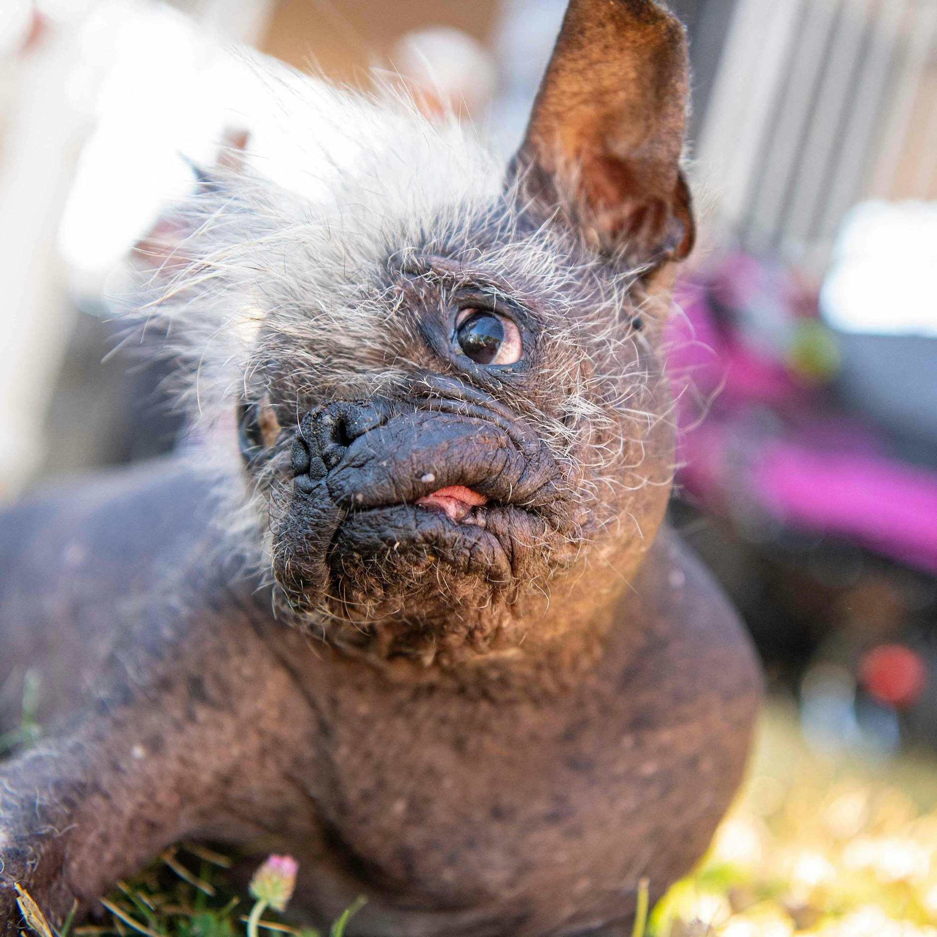 Der Chinesische Schopfhund-Mischling „Mr. Happy Face“ ist zum hässlichsten Hund der Welt gewählt worden.